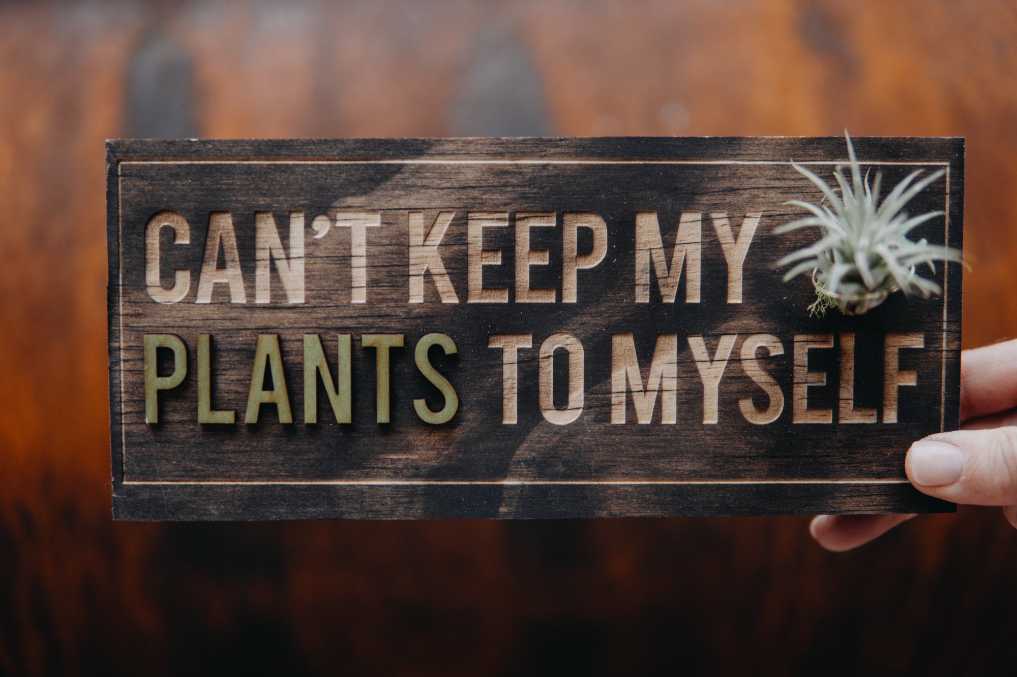 Wood Plaques + Air Plants