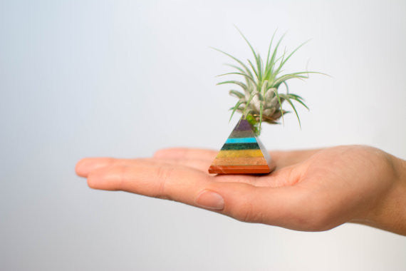 Chakra Pyramid + Air Plant