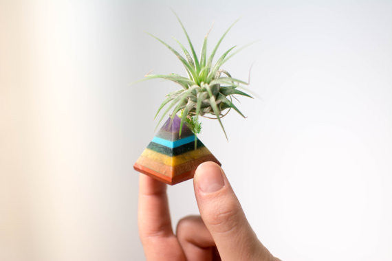 Chakra Pyramid + Air Plant