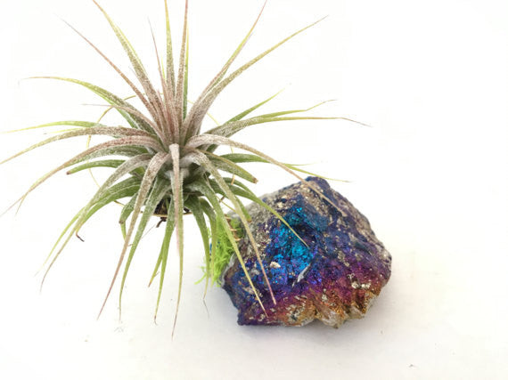 peacock plant air purifier Chalcopyrite Peacock Ore + Air Plant