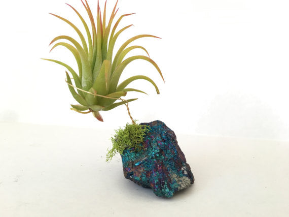 peacock plant air purifier Chalcopyrite Peacock Ore + Air Plant