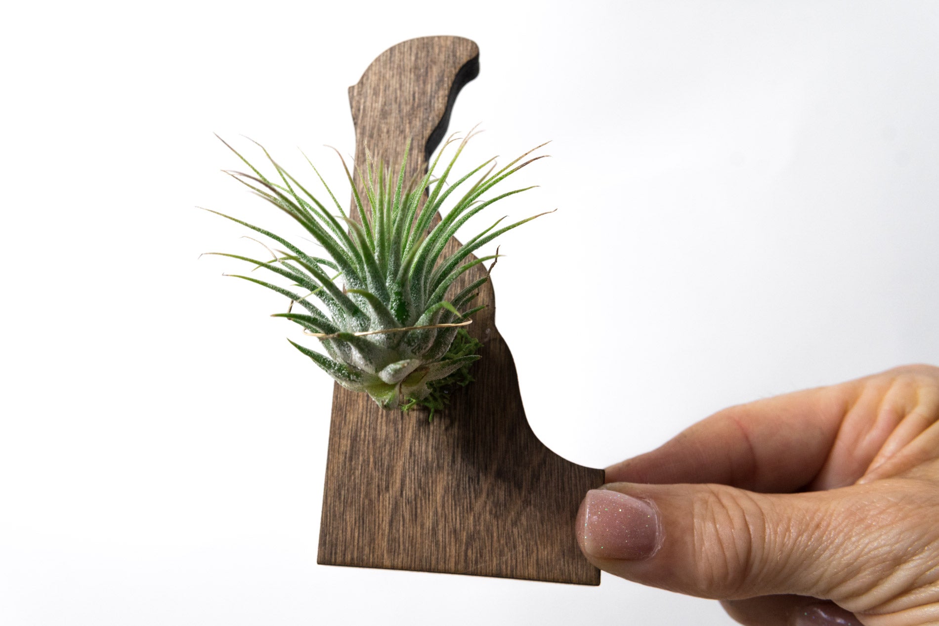 Delaware State Wooden Cut Out Magnet  + Air Plant