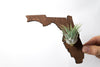 Florida Wooden State Cut Out Magnet  + Air Plant