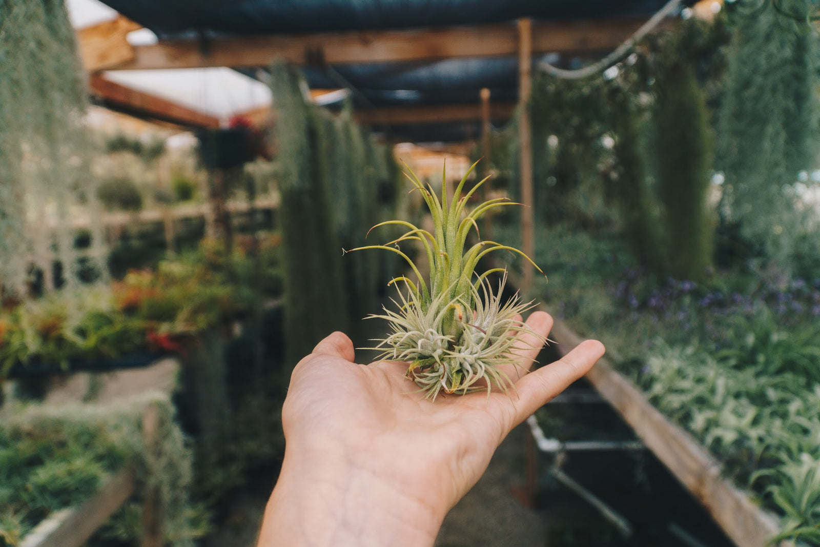 Air Plant Ionatha Rubra