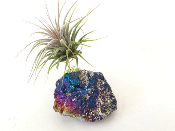 Chalcopyrite Peacock Ore + Air Plant