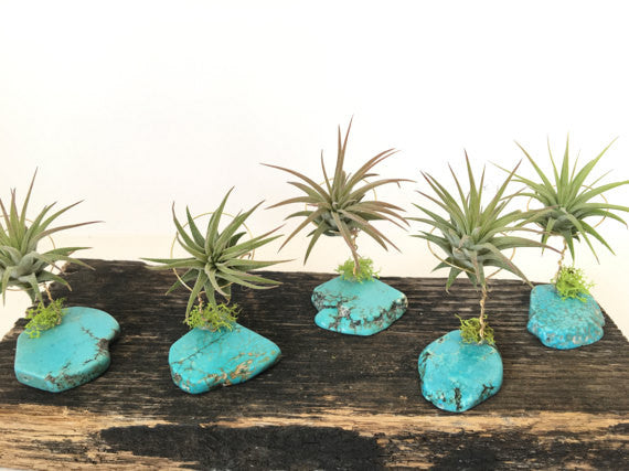 lucky air plant Turquoise + Air Plant
