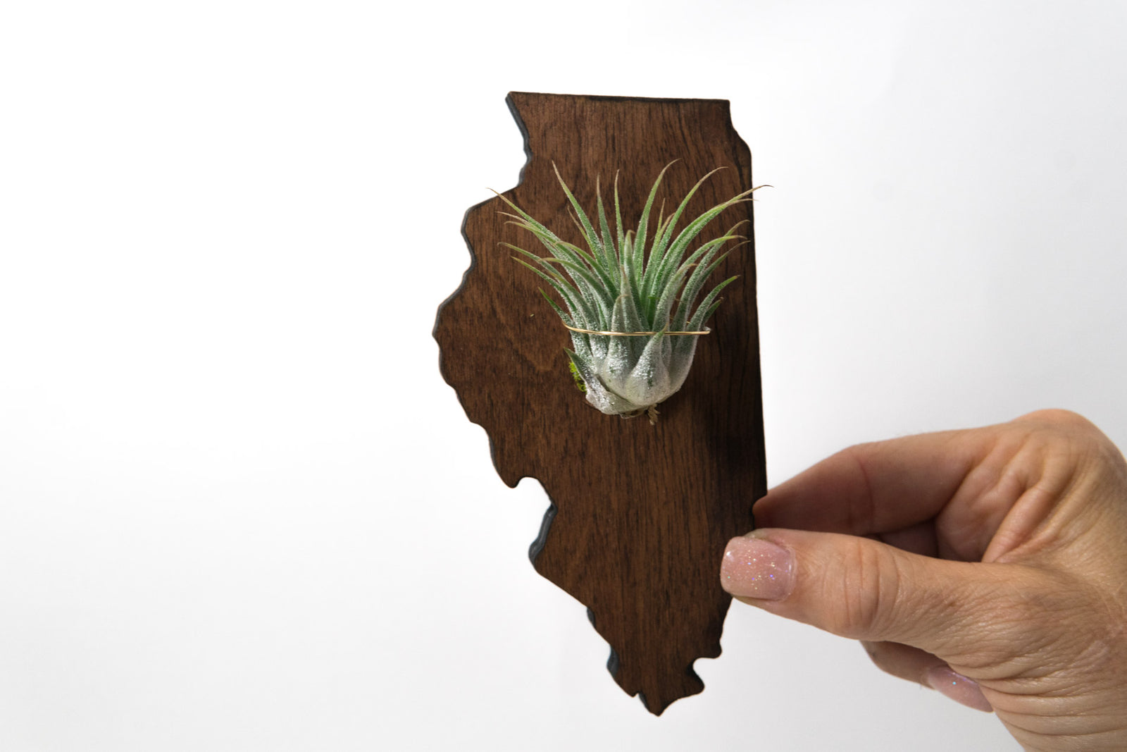 Illinois State Wooden Cut Out Magnet  + Air Plant