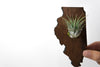 Illinois State Wooden Cut Out Magnet  + Air Plant
