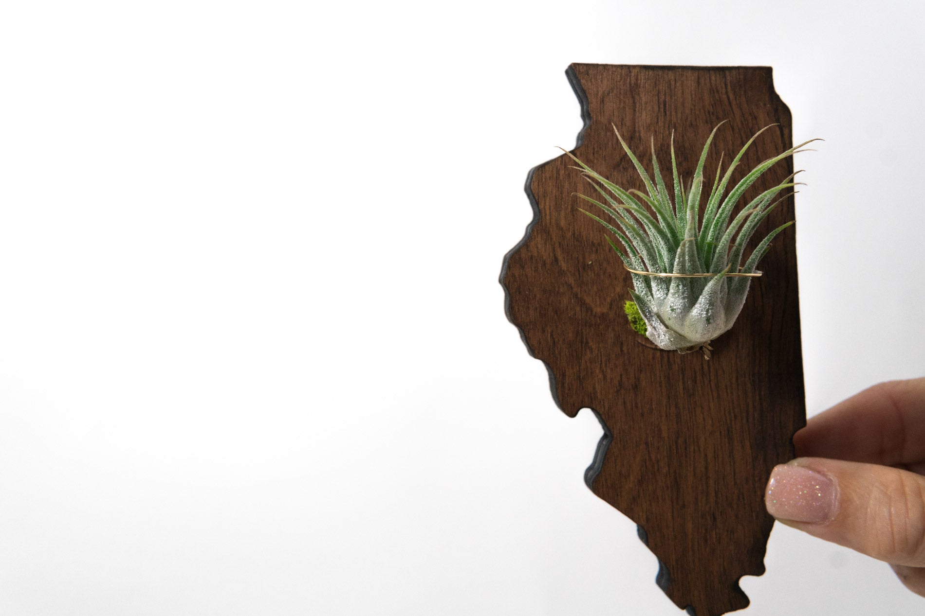Illinois State Wooden Cut Out Magnet  + Air Plant