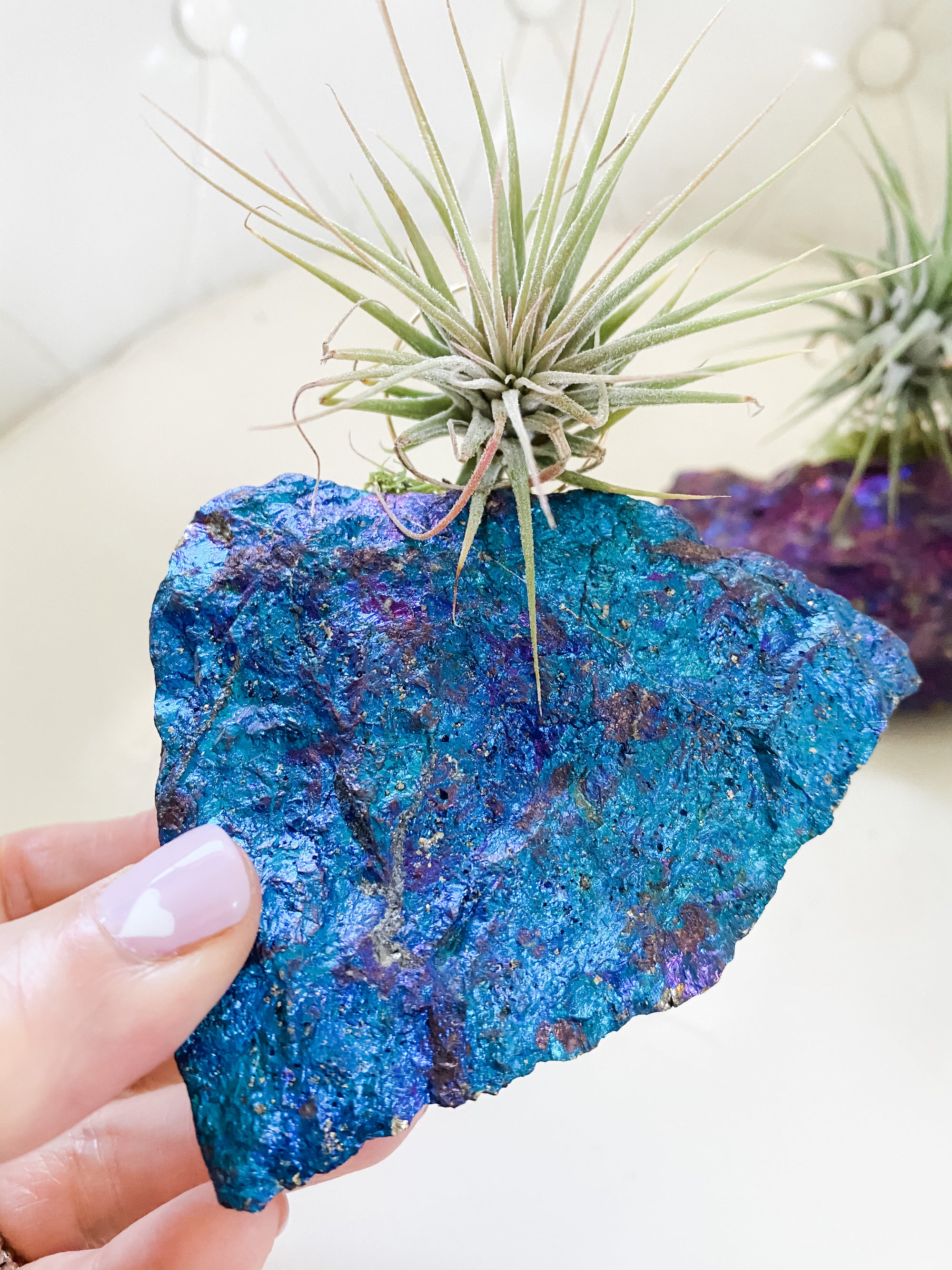 Chalcopyrite Peacock Ore + Air Plant