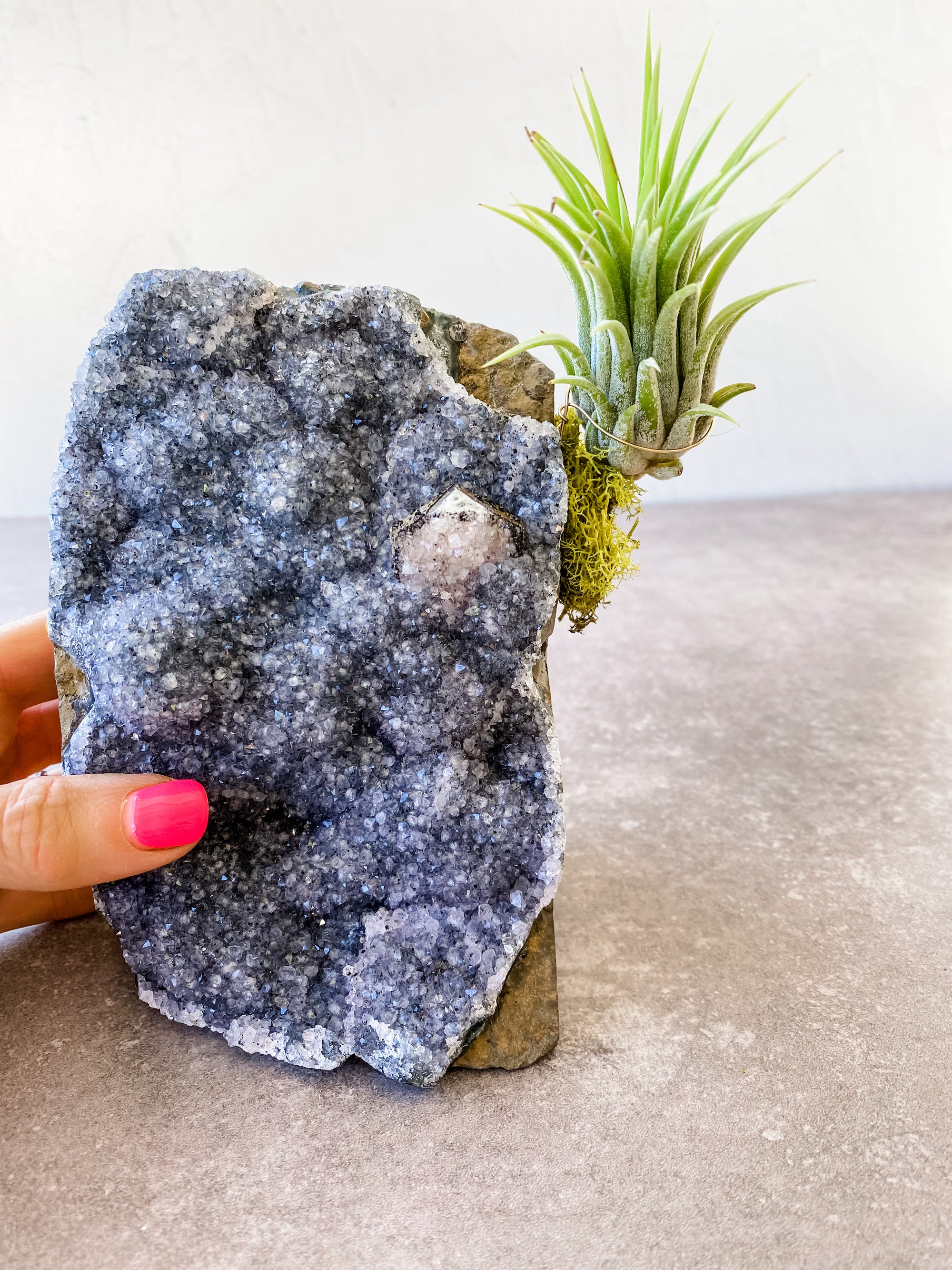 Amethyst Clusters + air plant