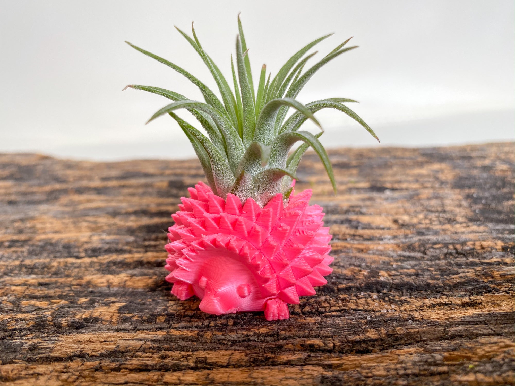 Mini Hedgehog Planter + Air Plant