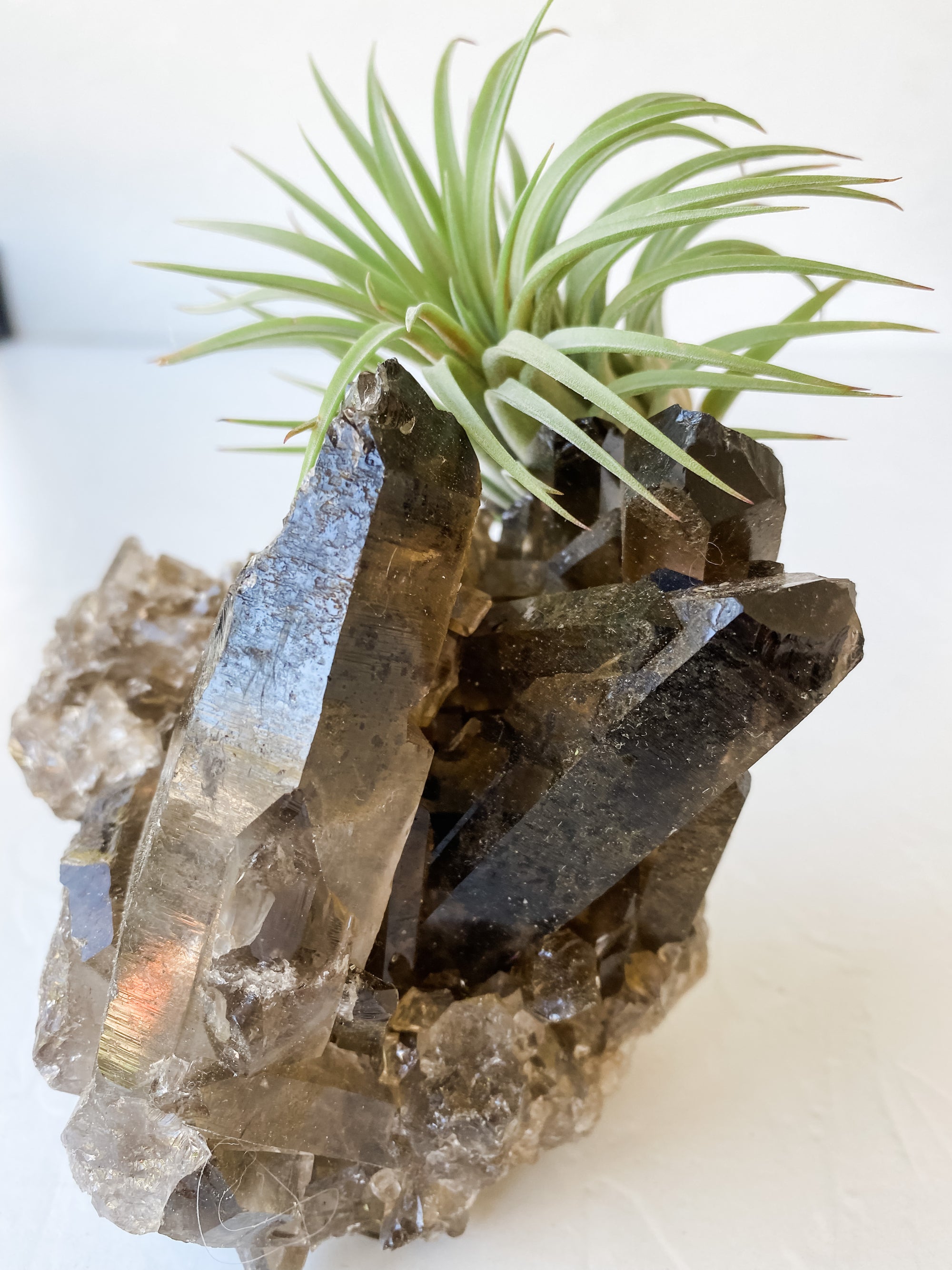 Smokey Crystal Quartz + Air Plant
