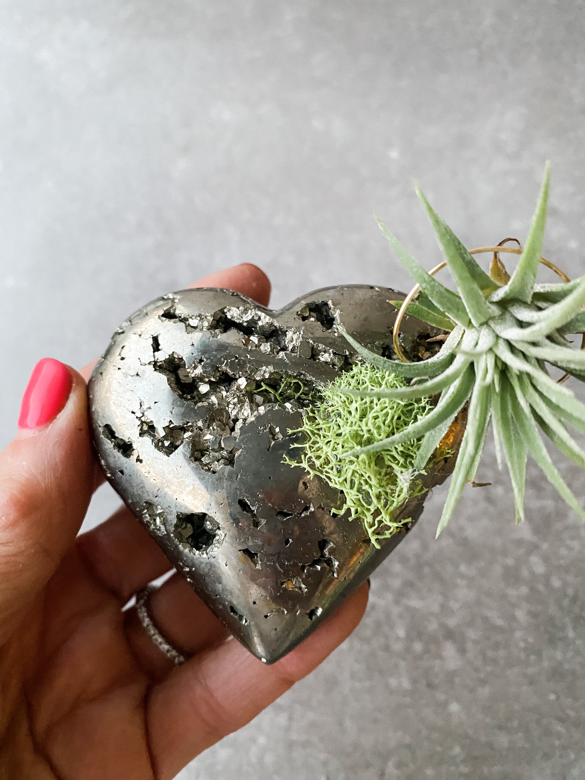 Coco Pyrite + Air Plant
