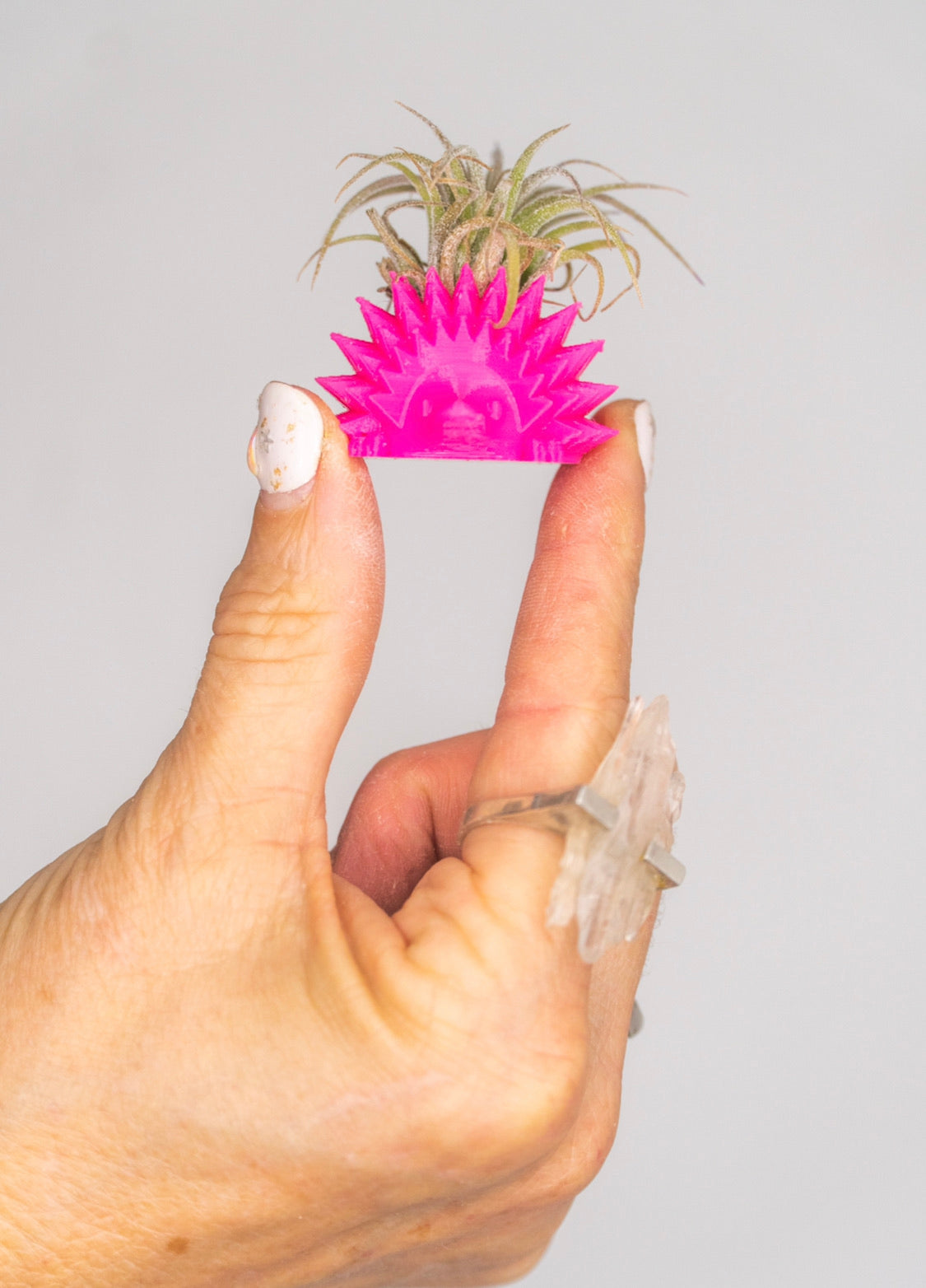 Mini Hedgehog Planter + Air Plant