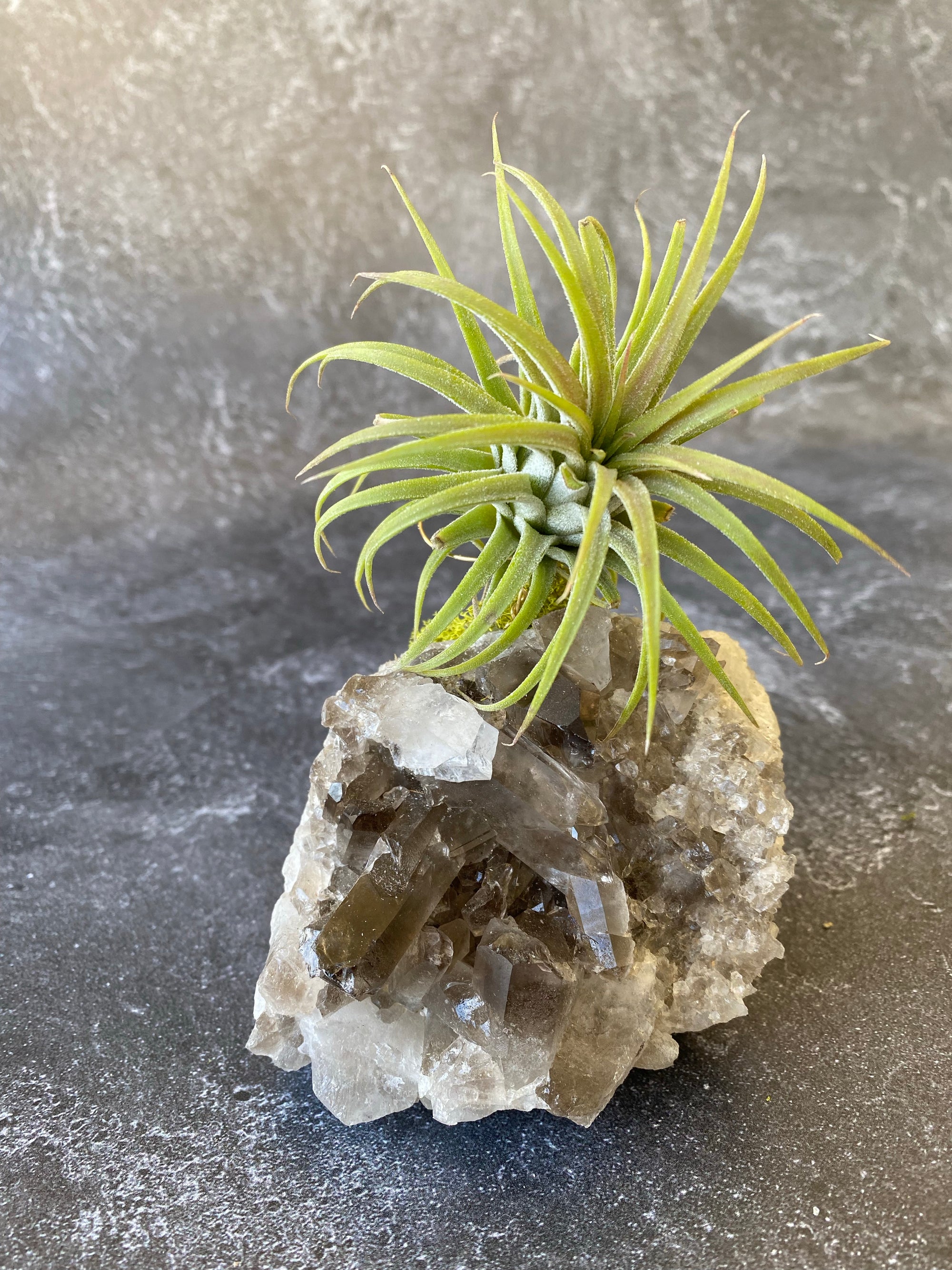 Smokey Crystal Quartz + Air Plant