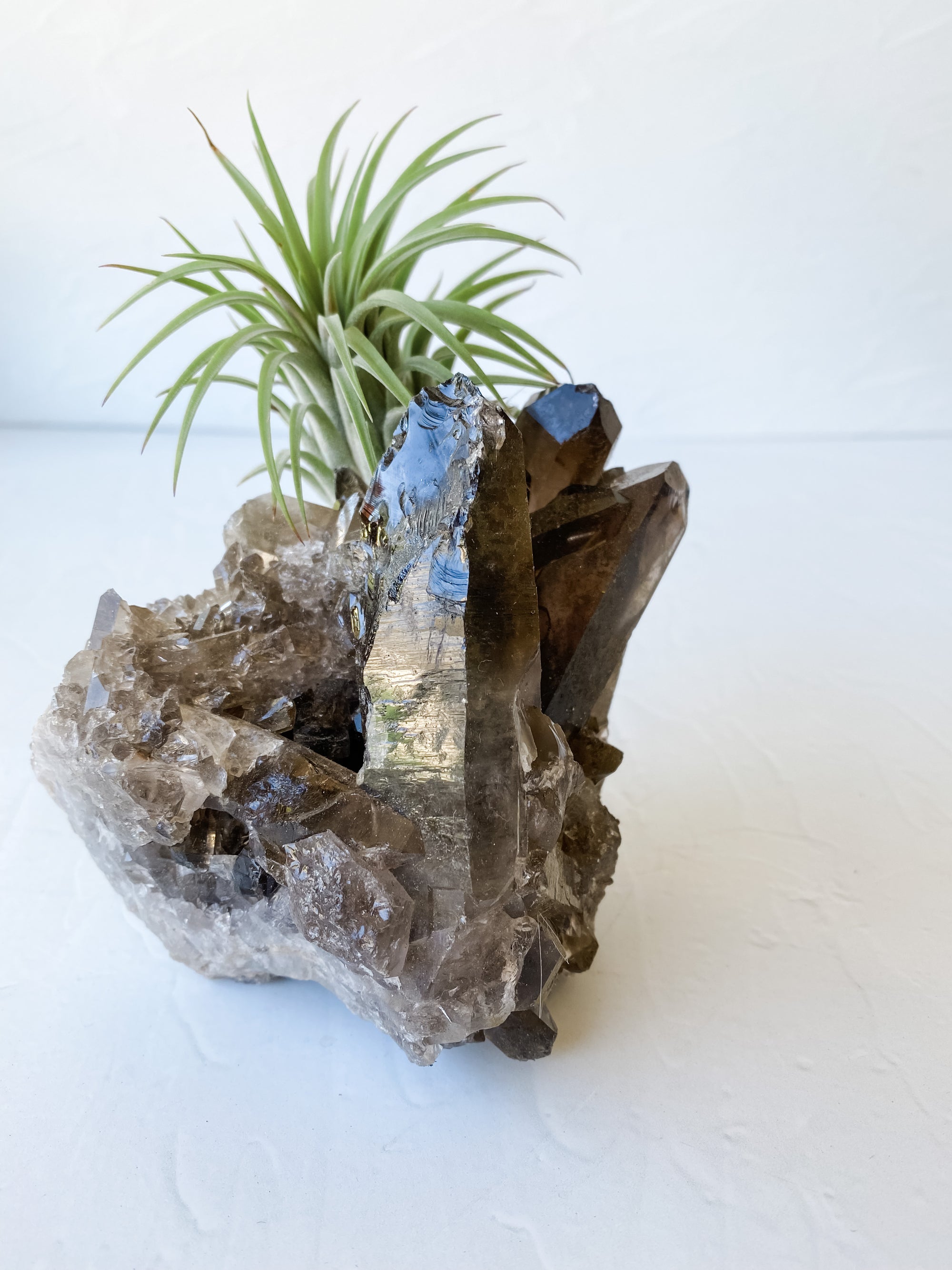 Smokey Crystal Quartz + Air Plant