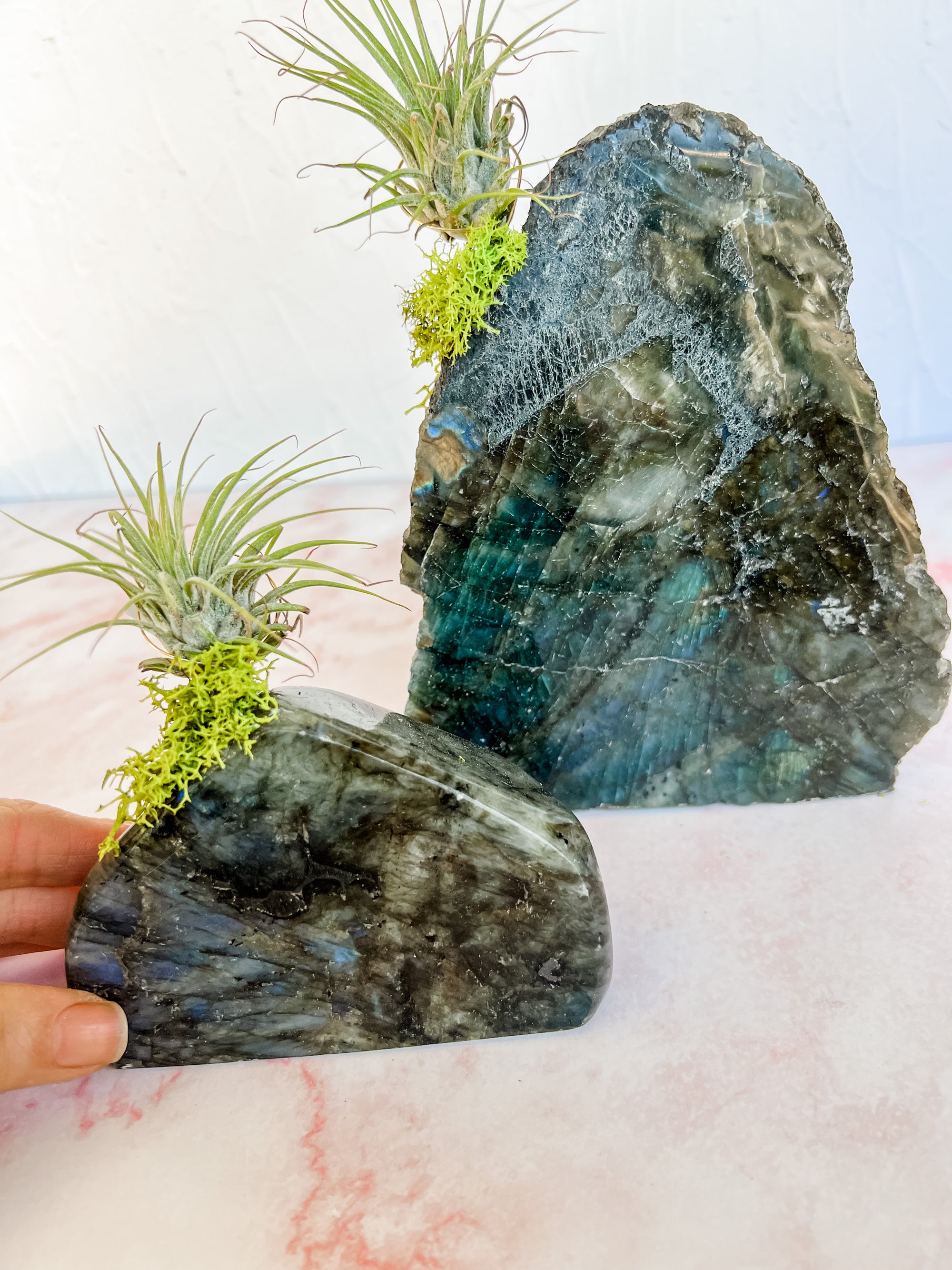 Labradorite + air plant
