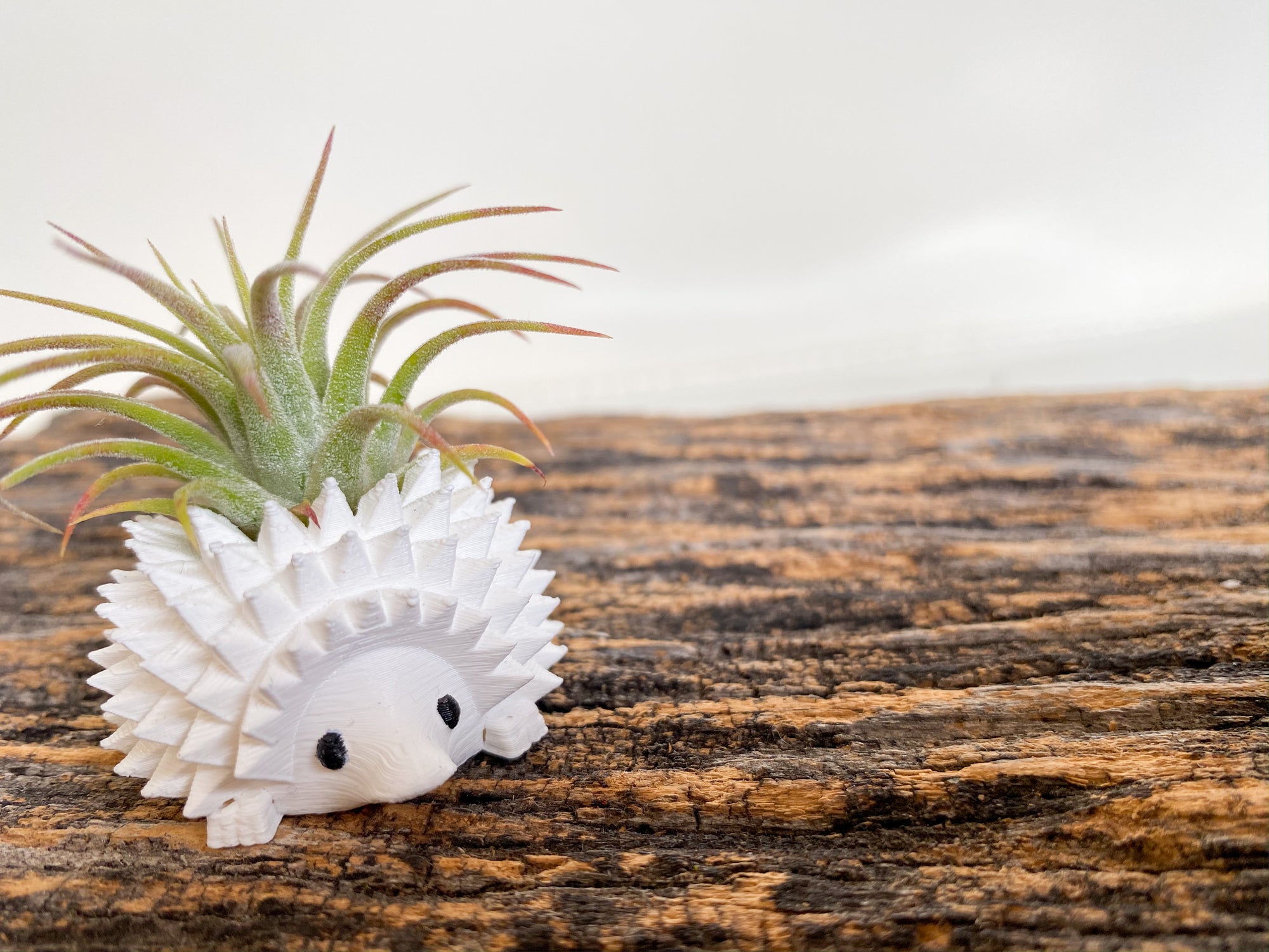 Mini Hedgehog Planter + Air Plant