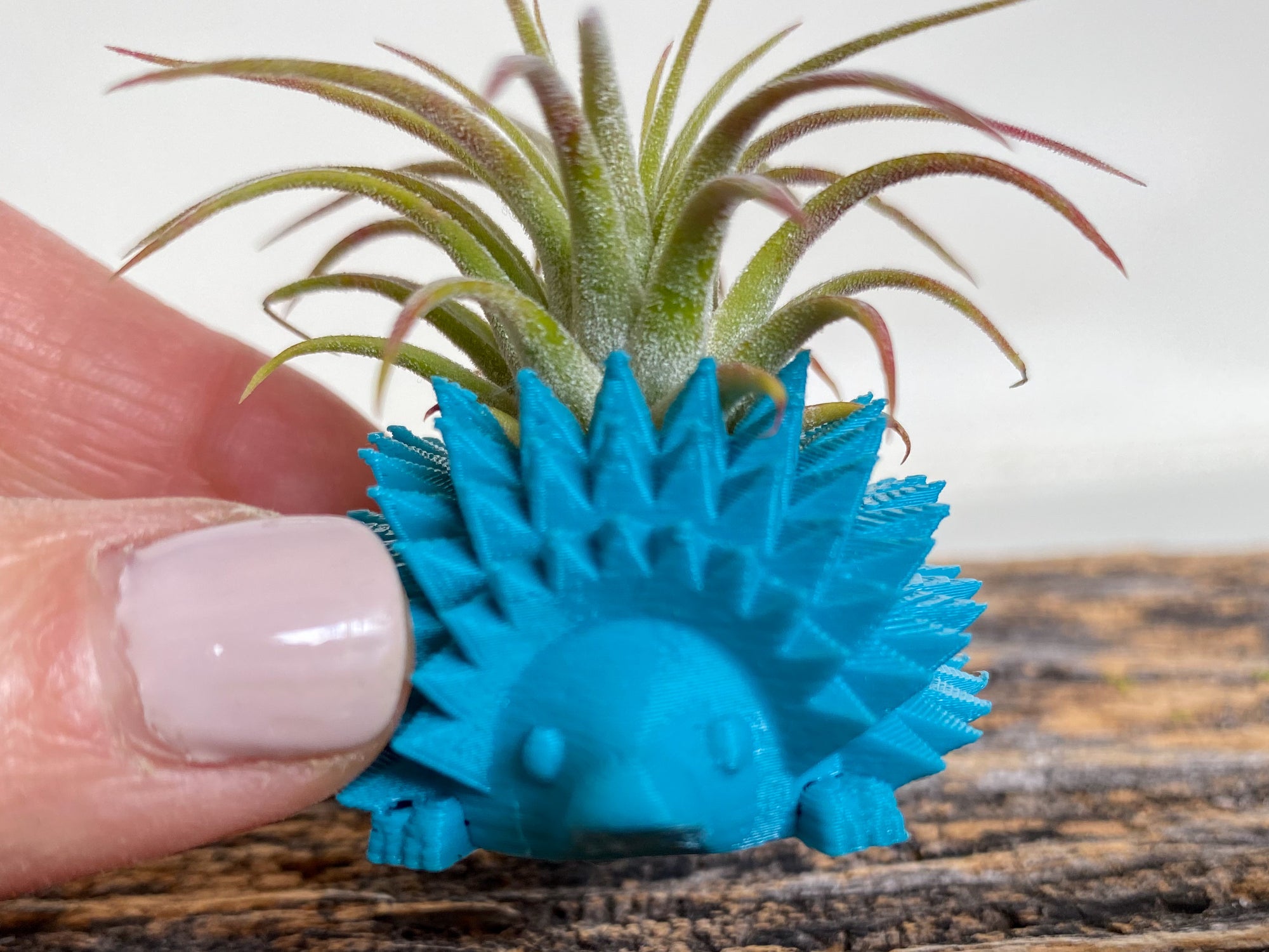 Mini Hedgehog Planter + Air Plant