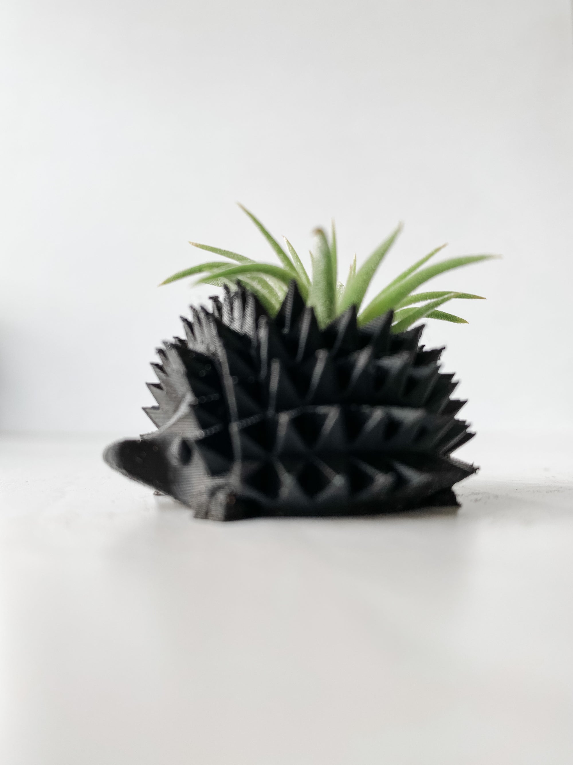 Mini Hedgehog Planter + Air Plant
