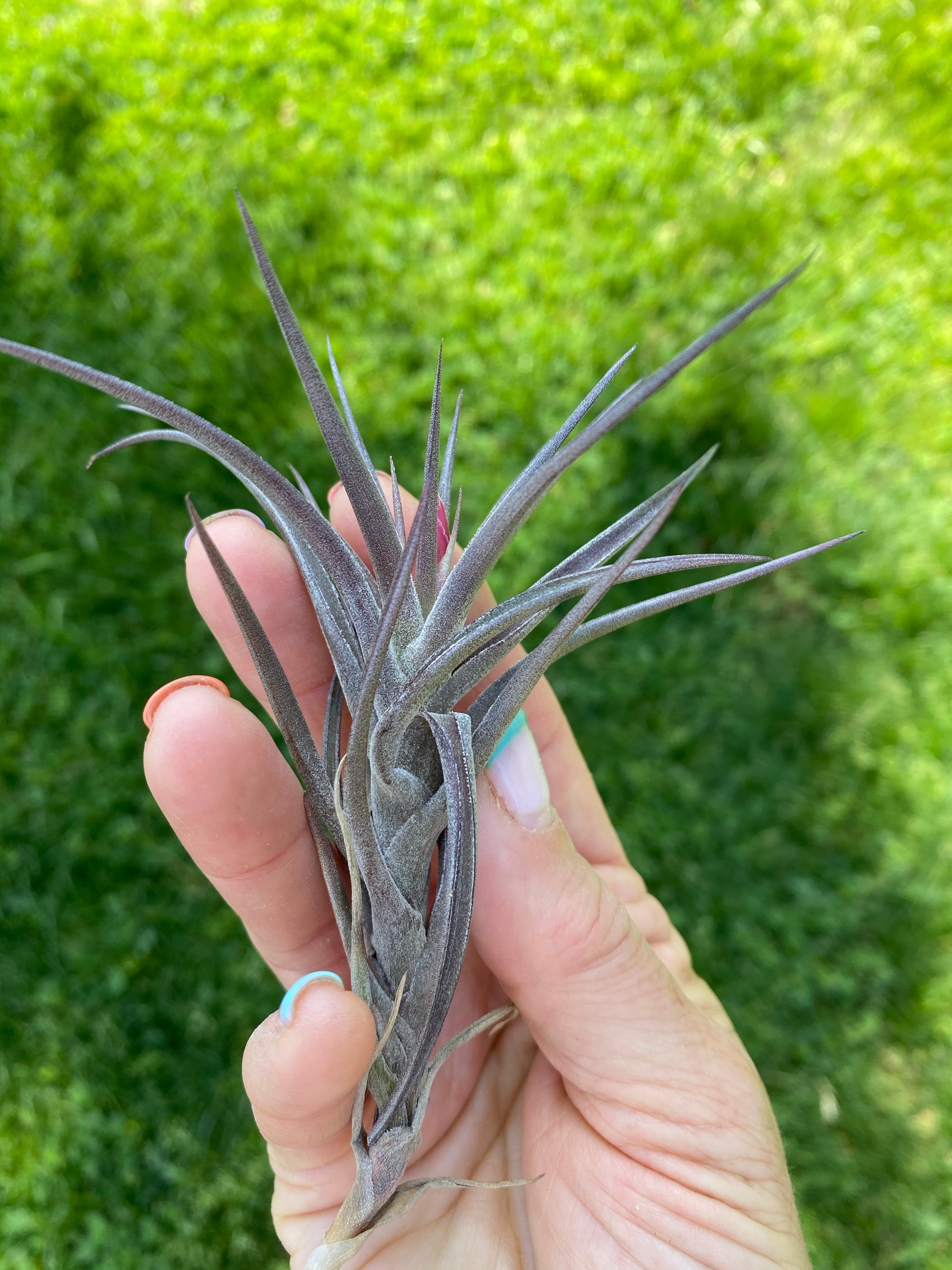 Tillandsia Jonesii