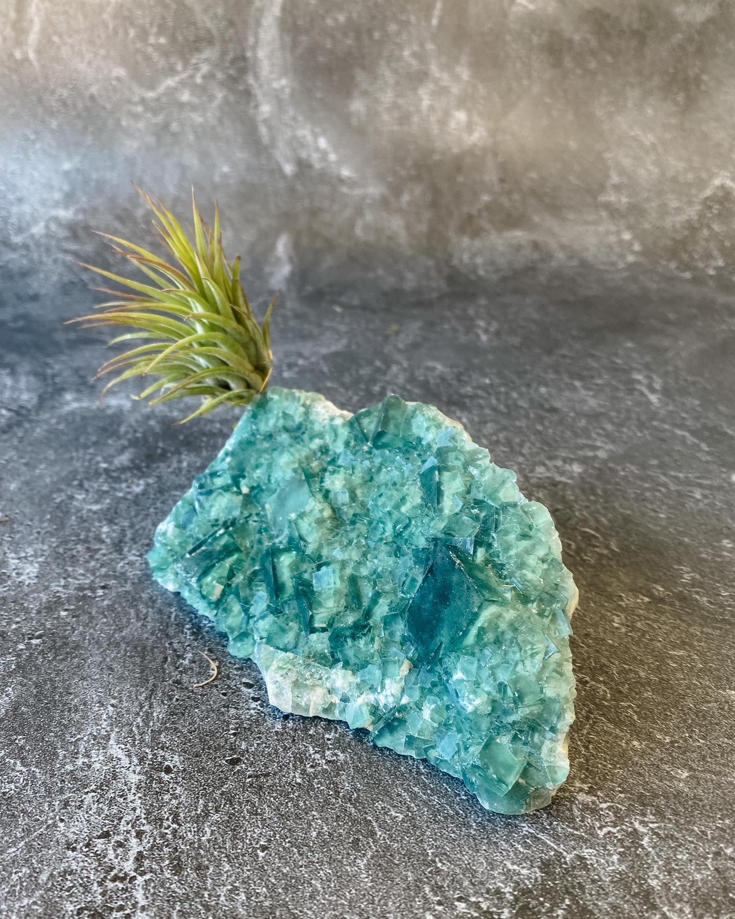 Green Rough Fluorite and Air plant