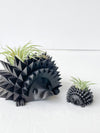 Mini Hedgehog Planter + Air Plant