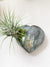Labradorite Heart + Air Plant