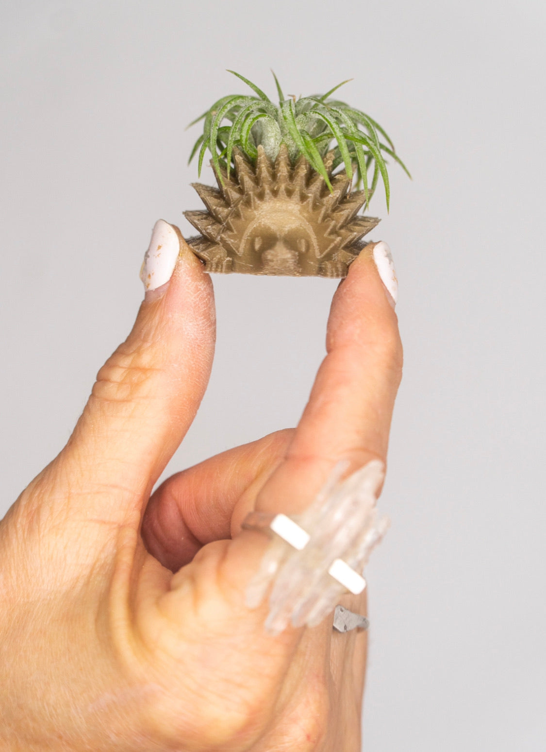 Mini Hedgehog Planter + Air Plant
