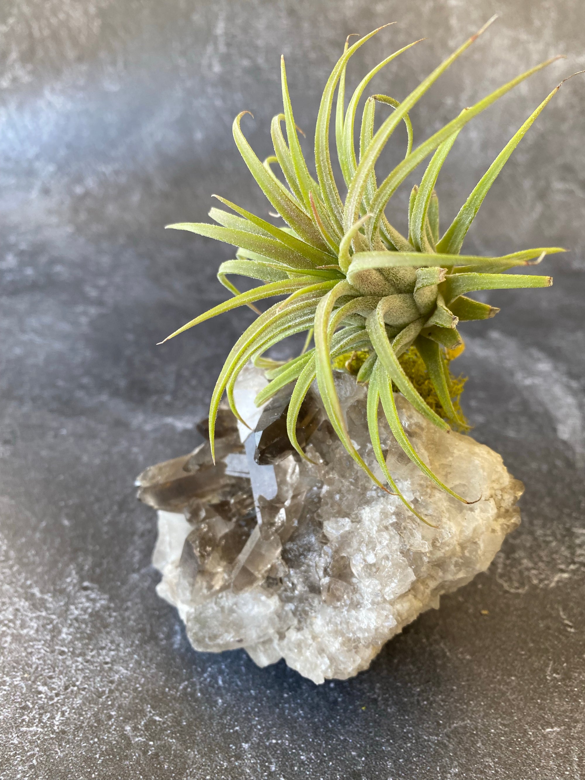 Smokey Crystal Quartz + Air Plant