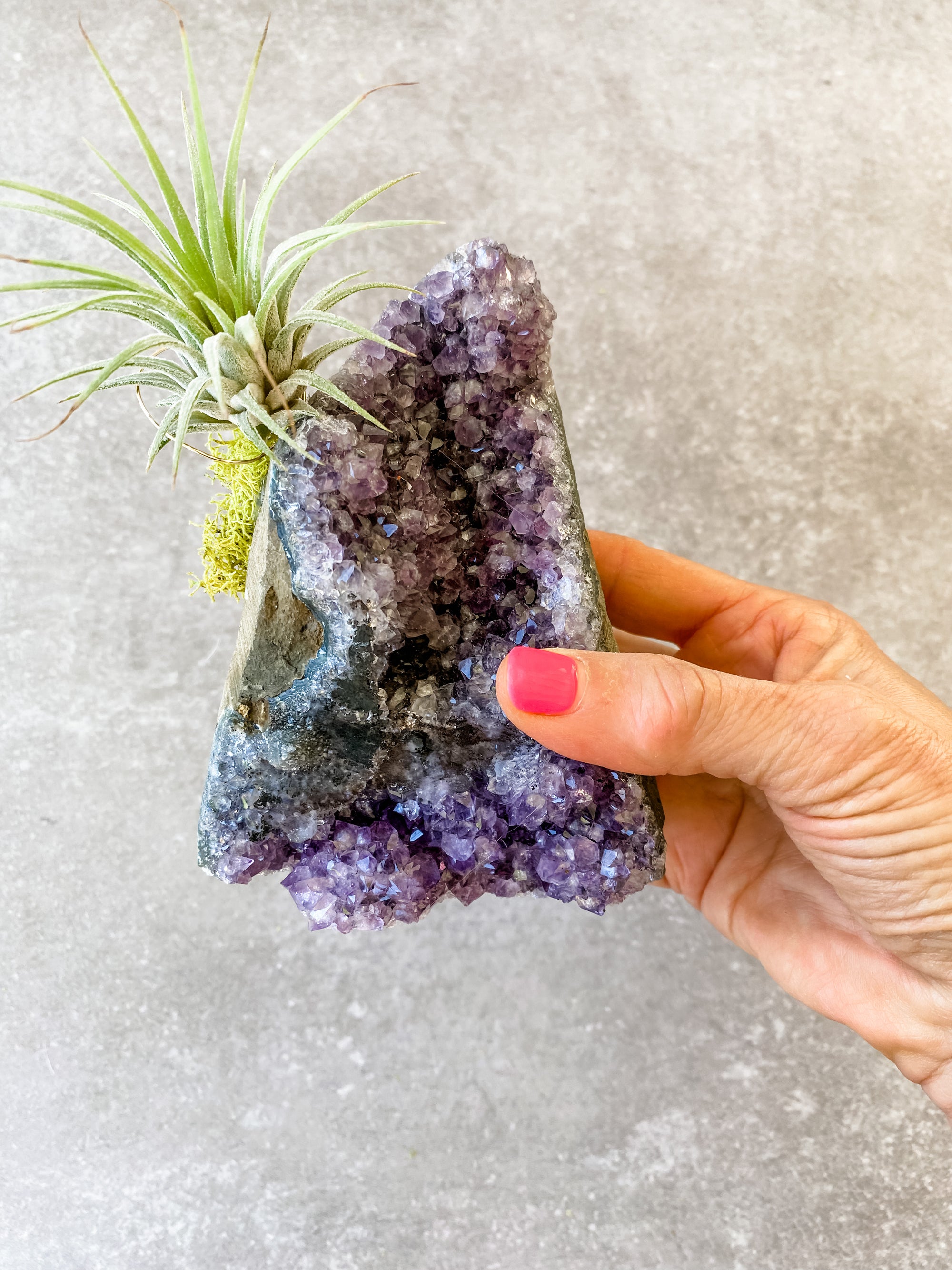Amethyst Clusters + air plant