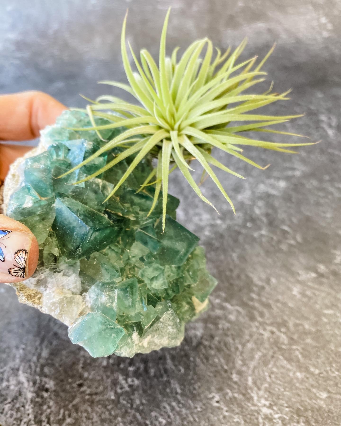 Green Rough Fluorite and Air plant
