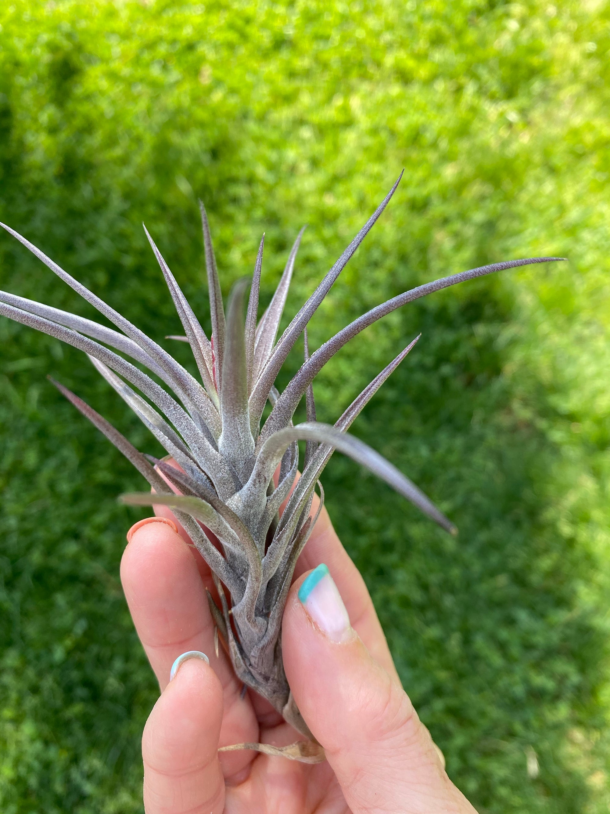 Tillandsia Jonesii