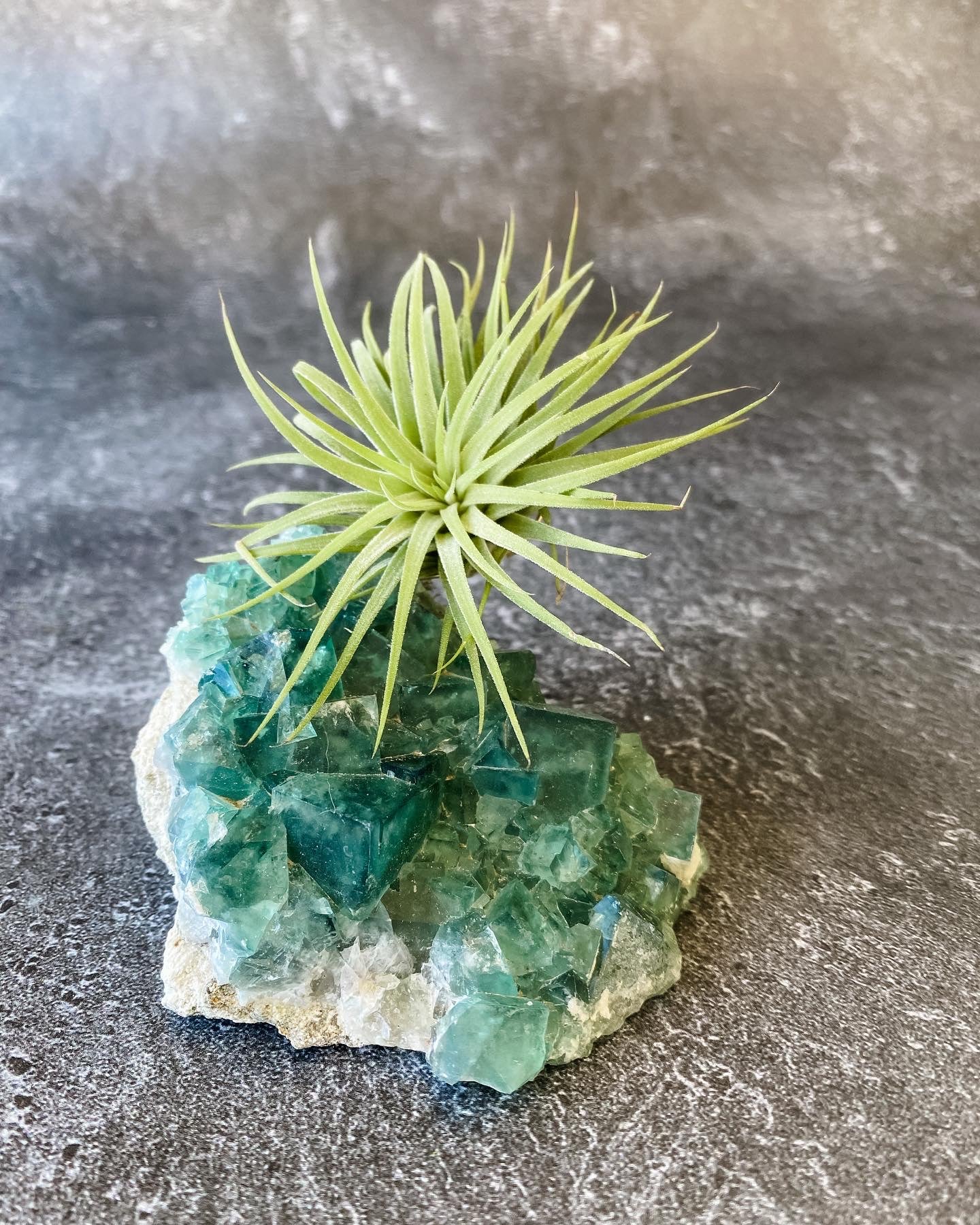Green Rough Fluorite and Air plant