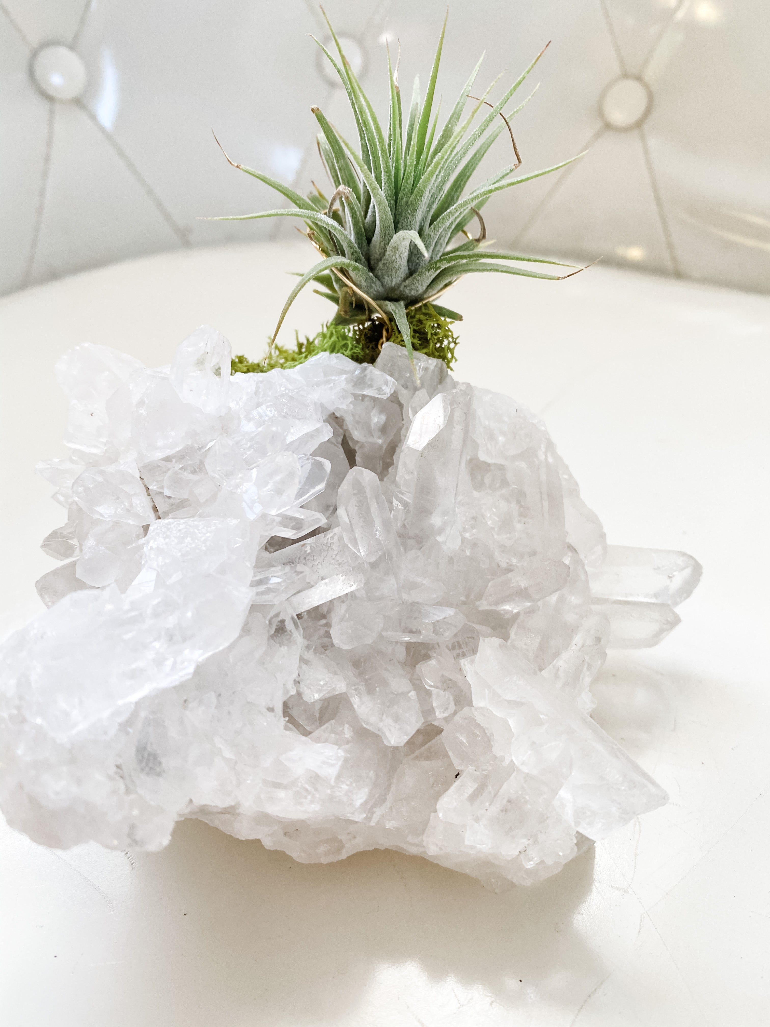 air plant on crystal Crystal Quartz + Air Plant