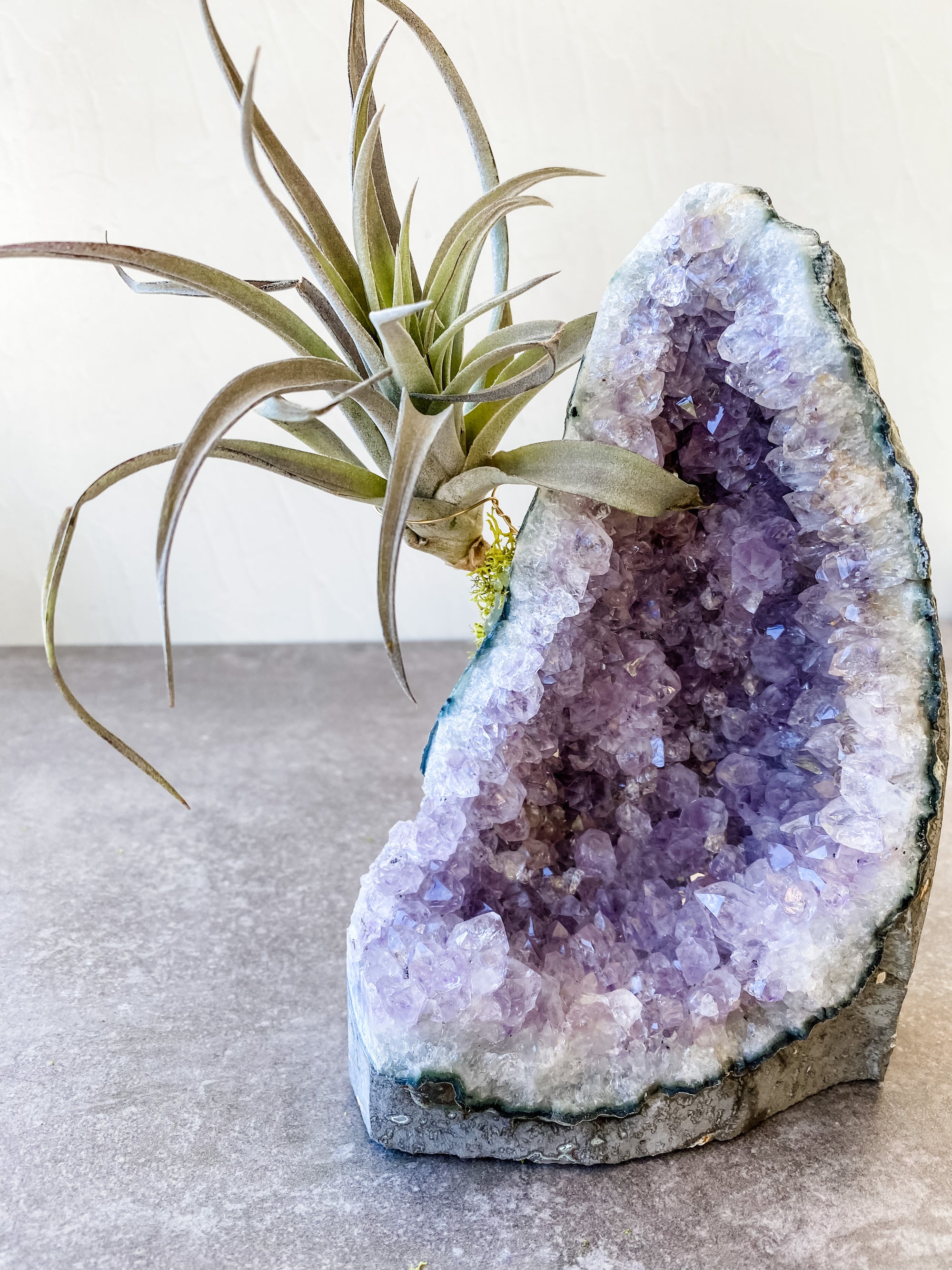 Amethyst Clusters + air plant