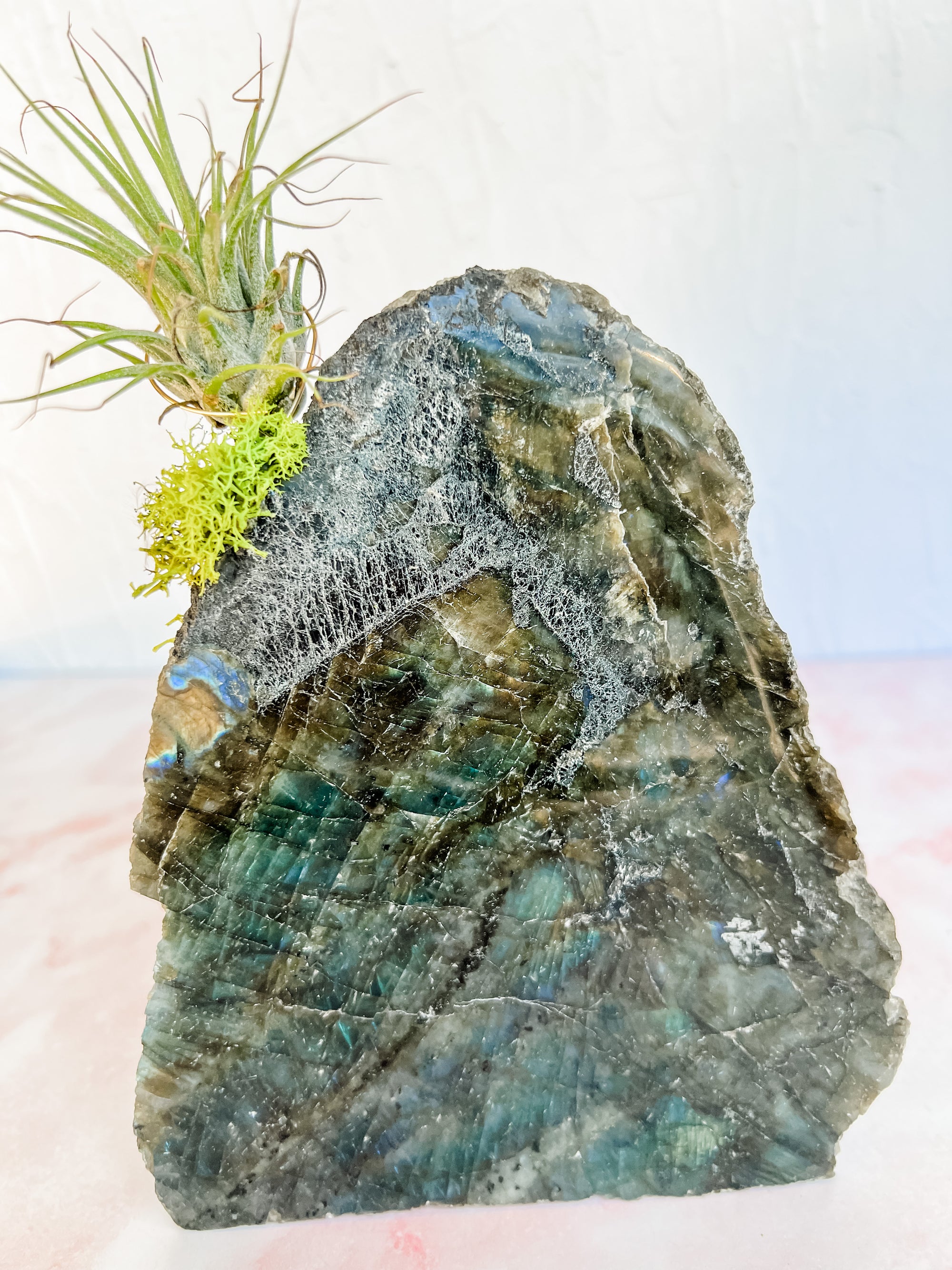 Labradorite + air plant