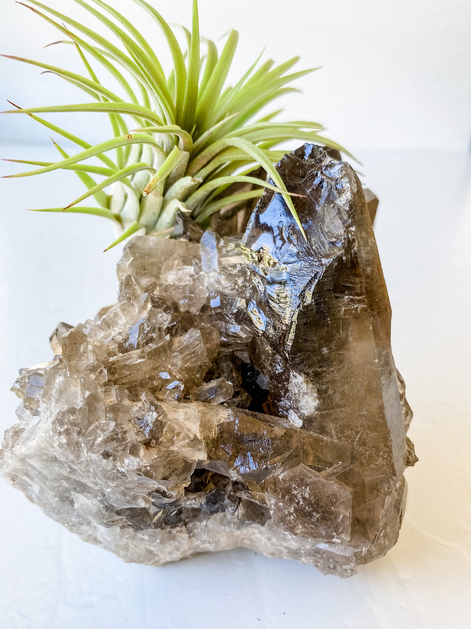 Smokey Crystal Quartz + Air Plant