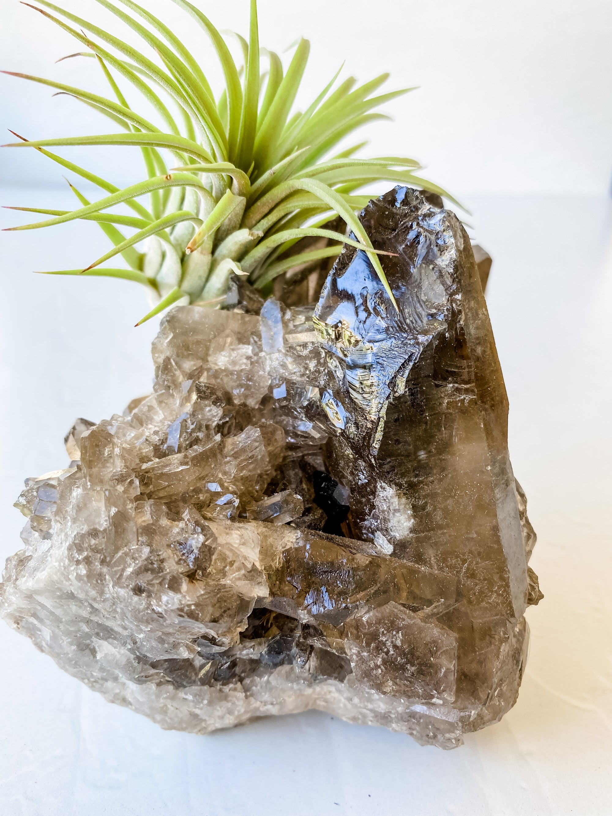 Smokey Crystal Quartz + Air Plant