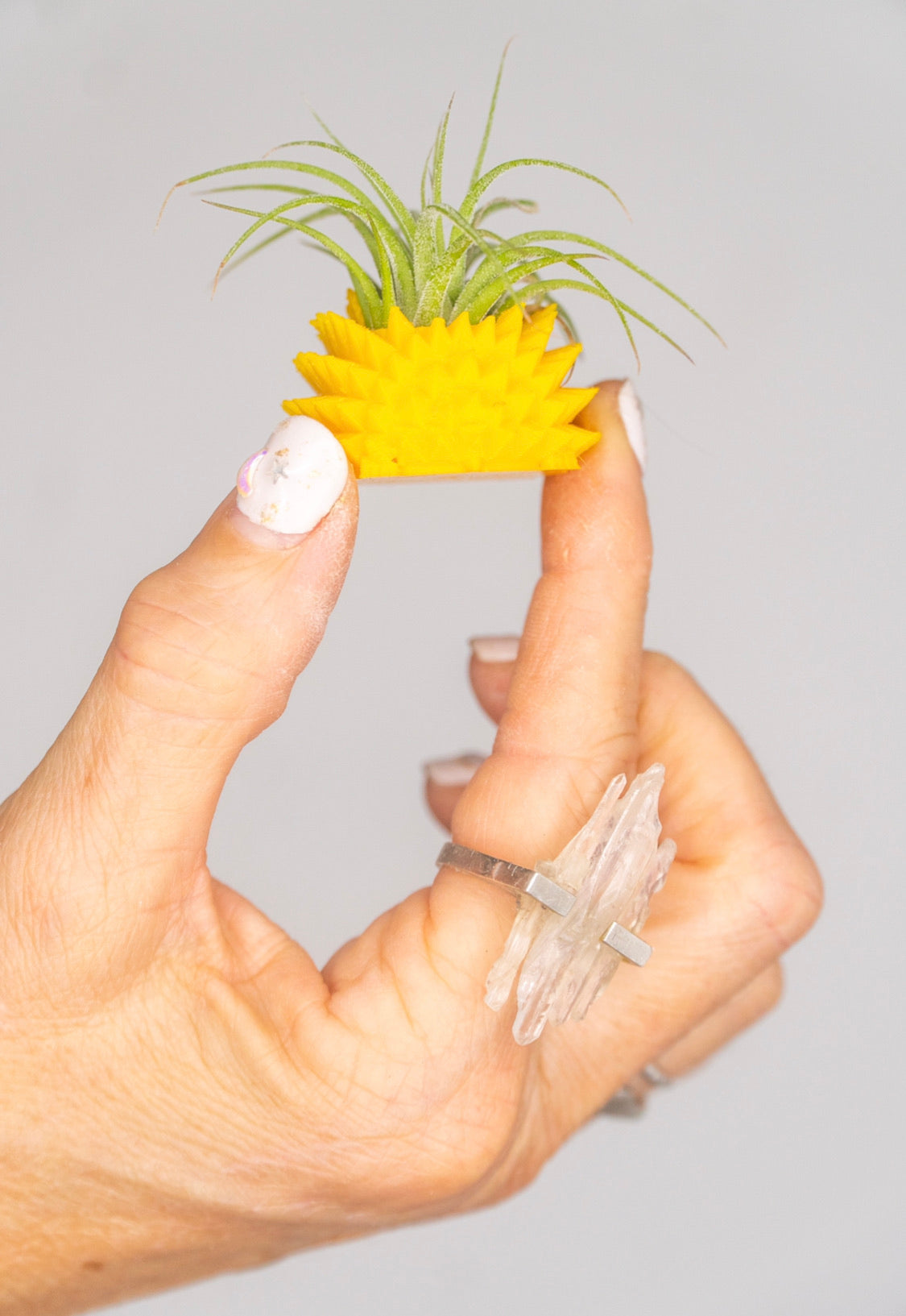 Mini Hedgehog Planter + Air Plant