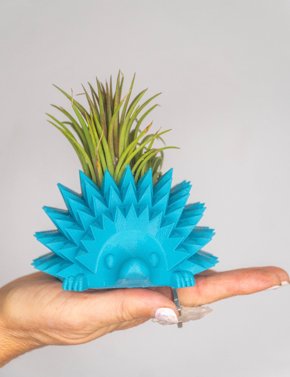 Hedgehog Planter + Air Plant