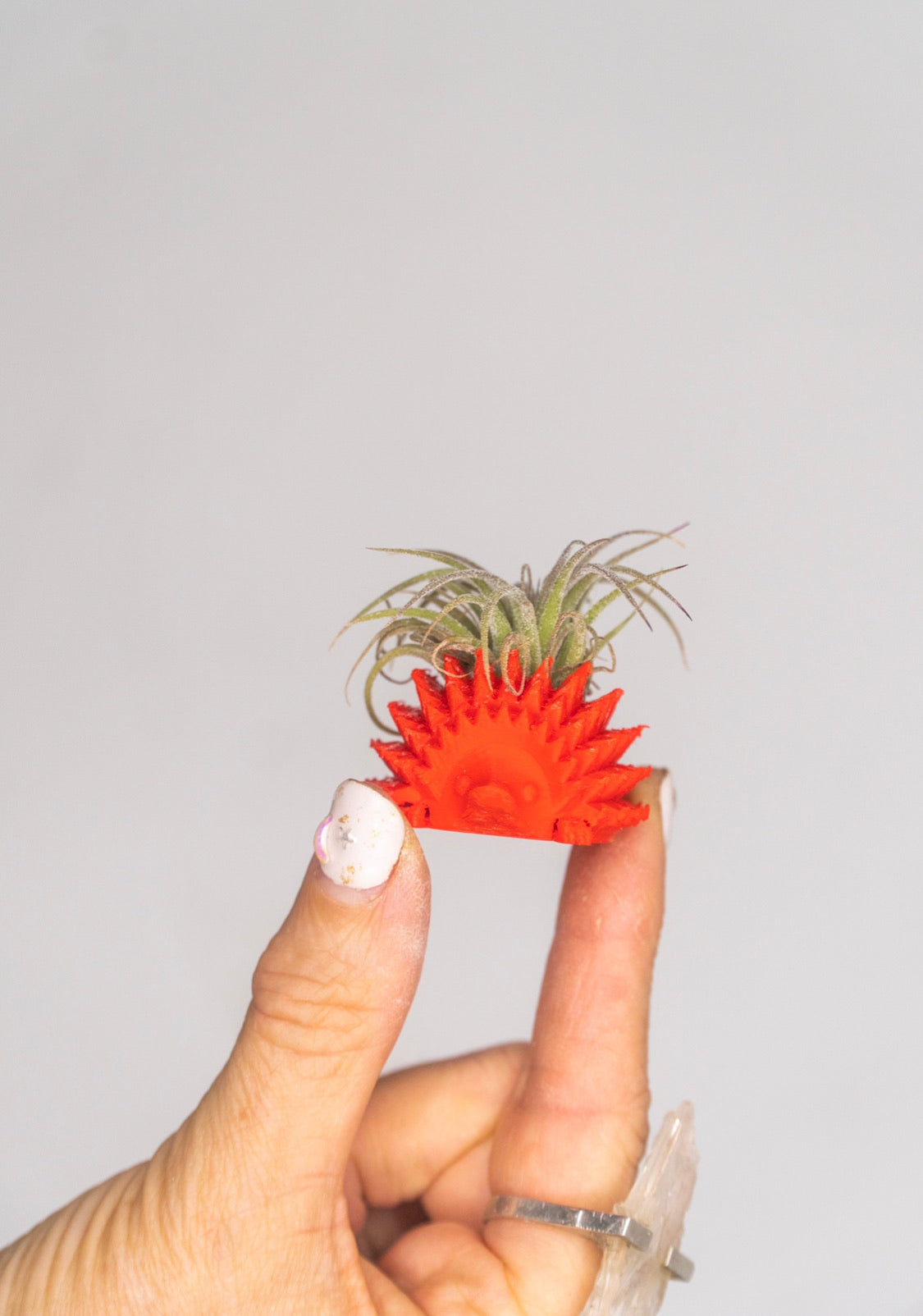 Mini Hedgehog Planter + Air Plant