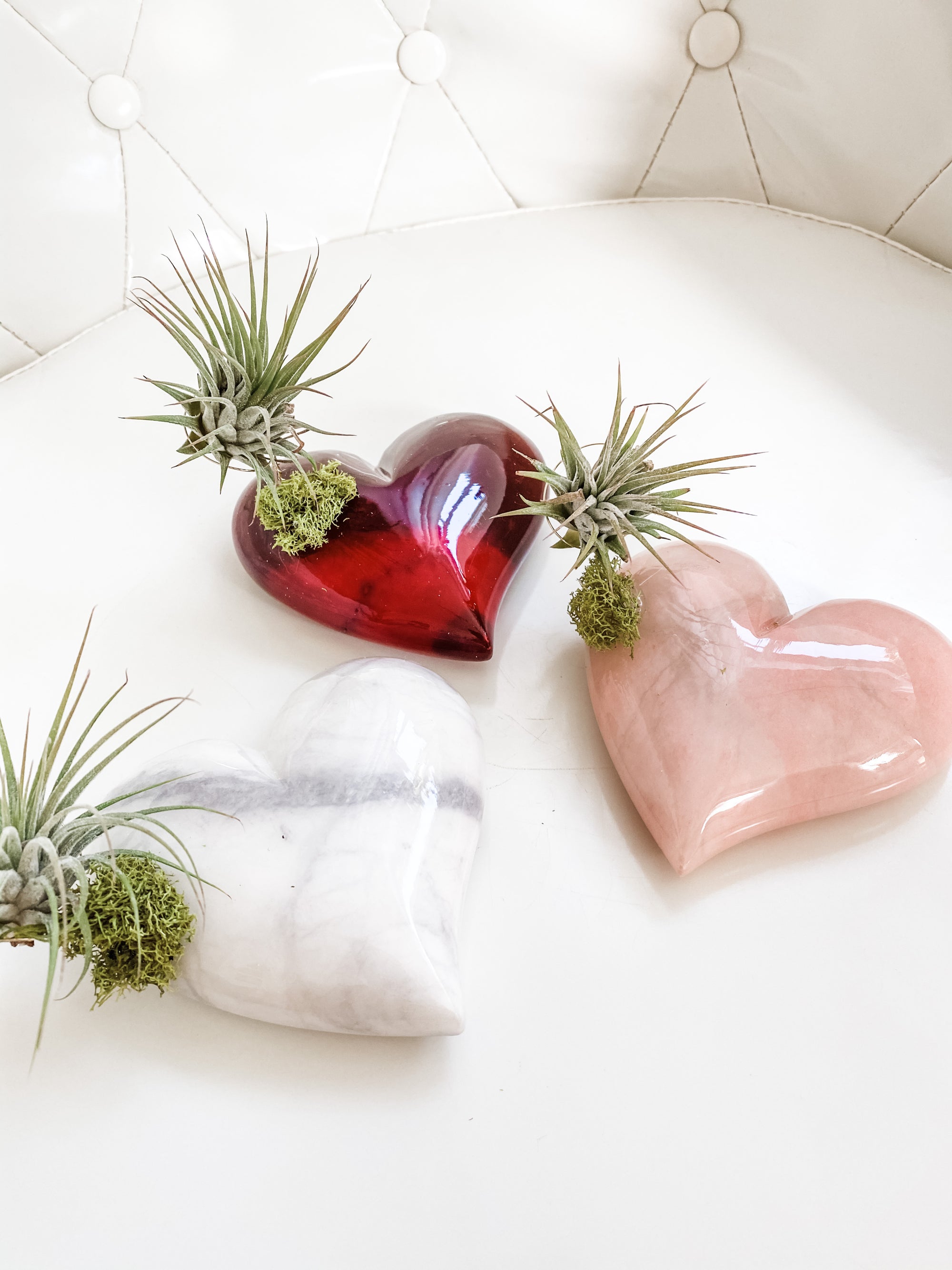Alabaster Heart + Air Plant