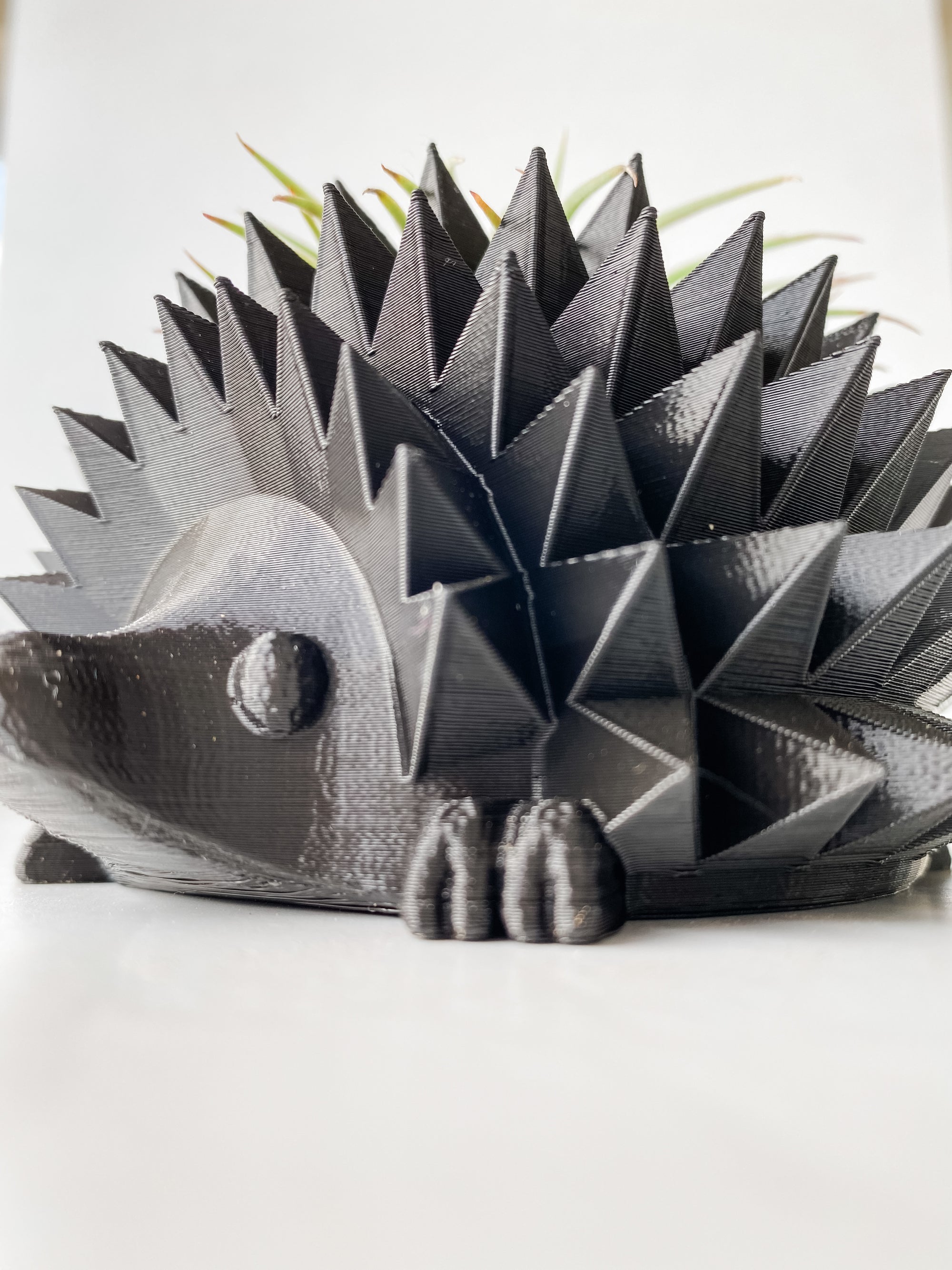 Hedgehog Planter + Air Plant