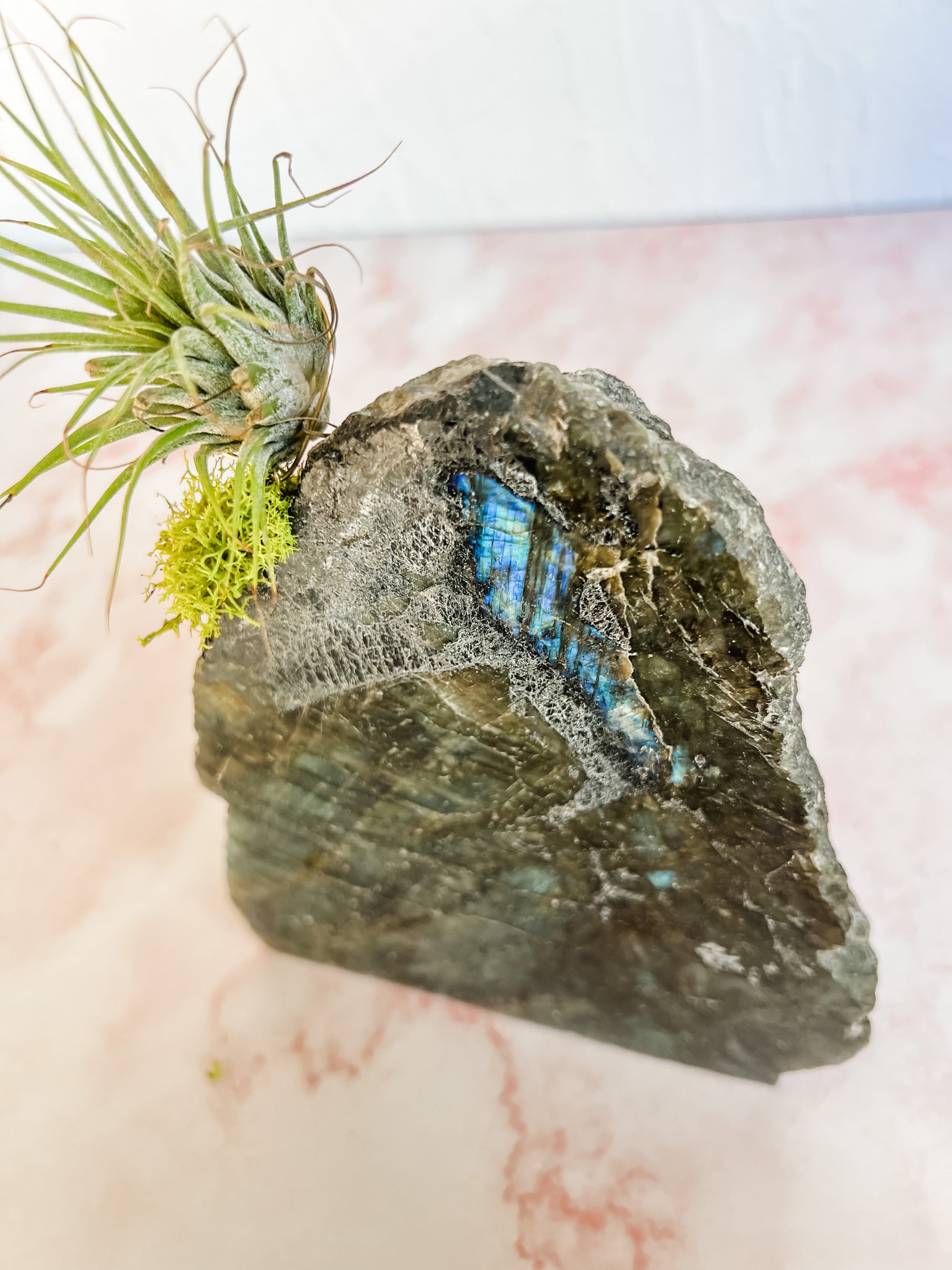 Labradorite + air plant