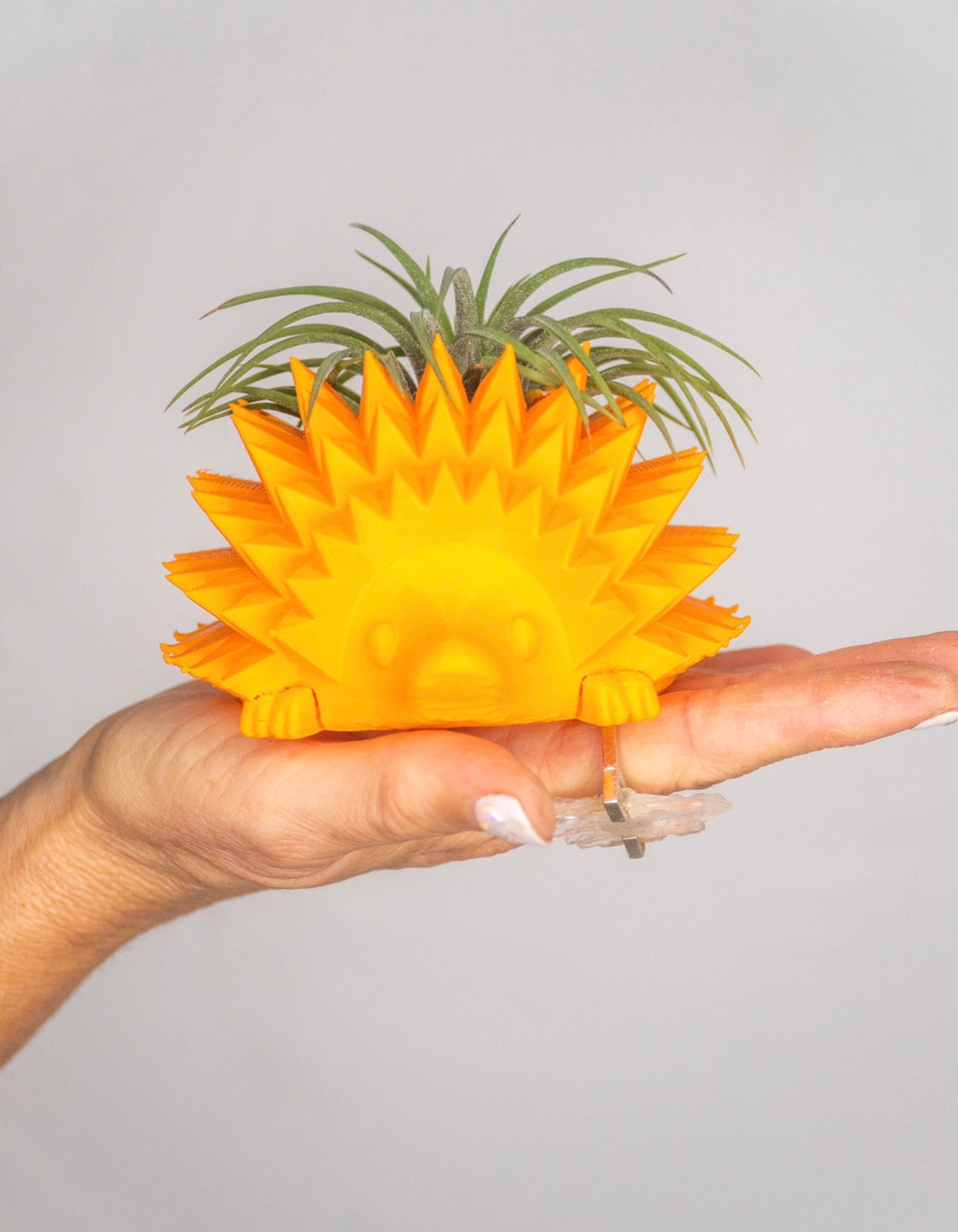 Hedgehog Planter + Air Plant