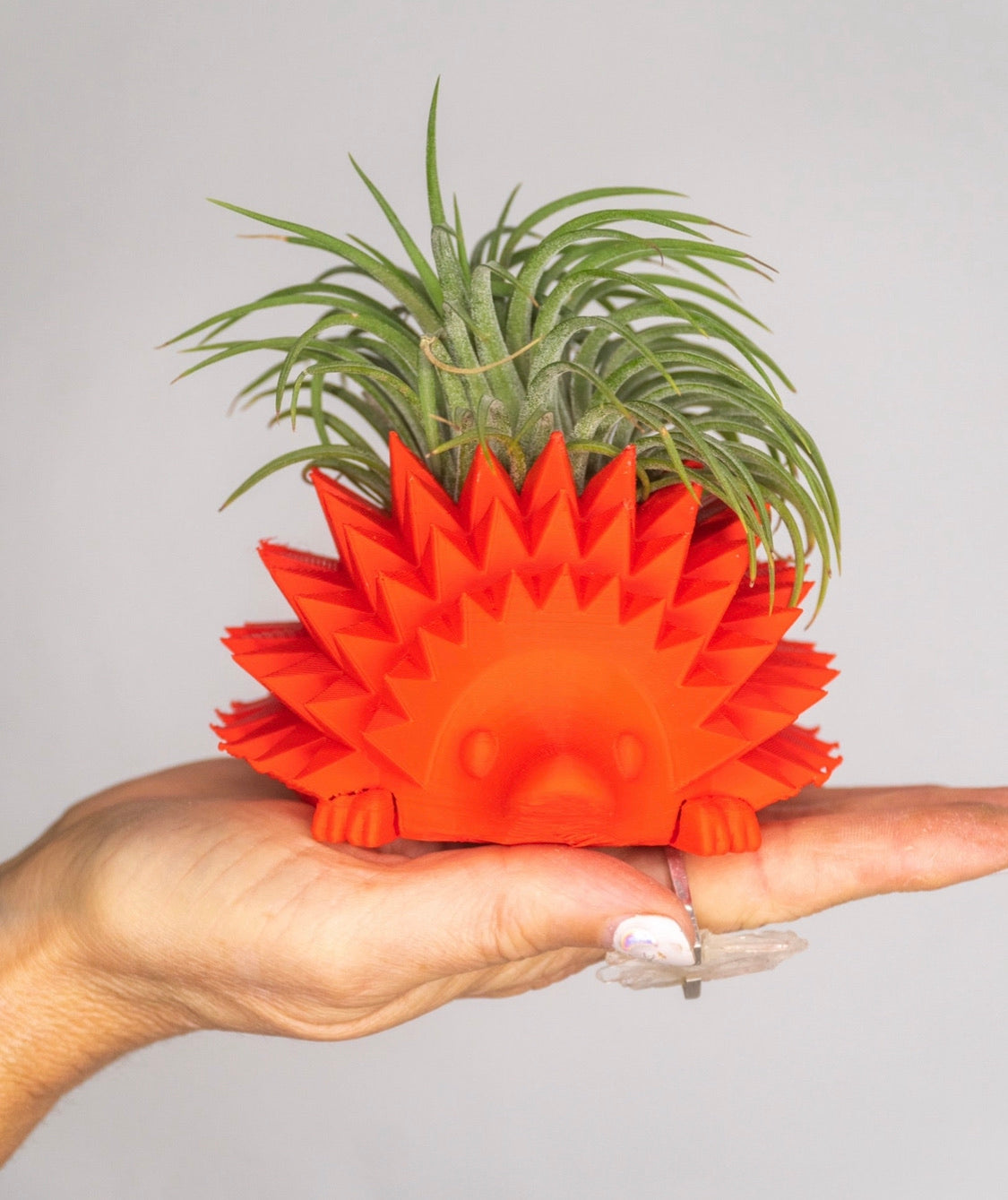 Hedgehog Planter + Air Plant