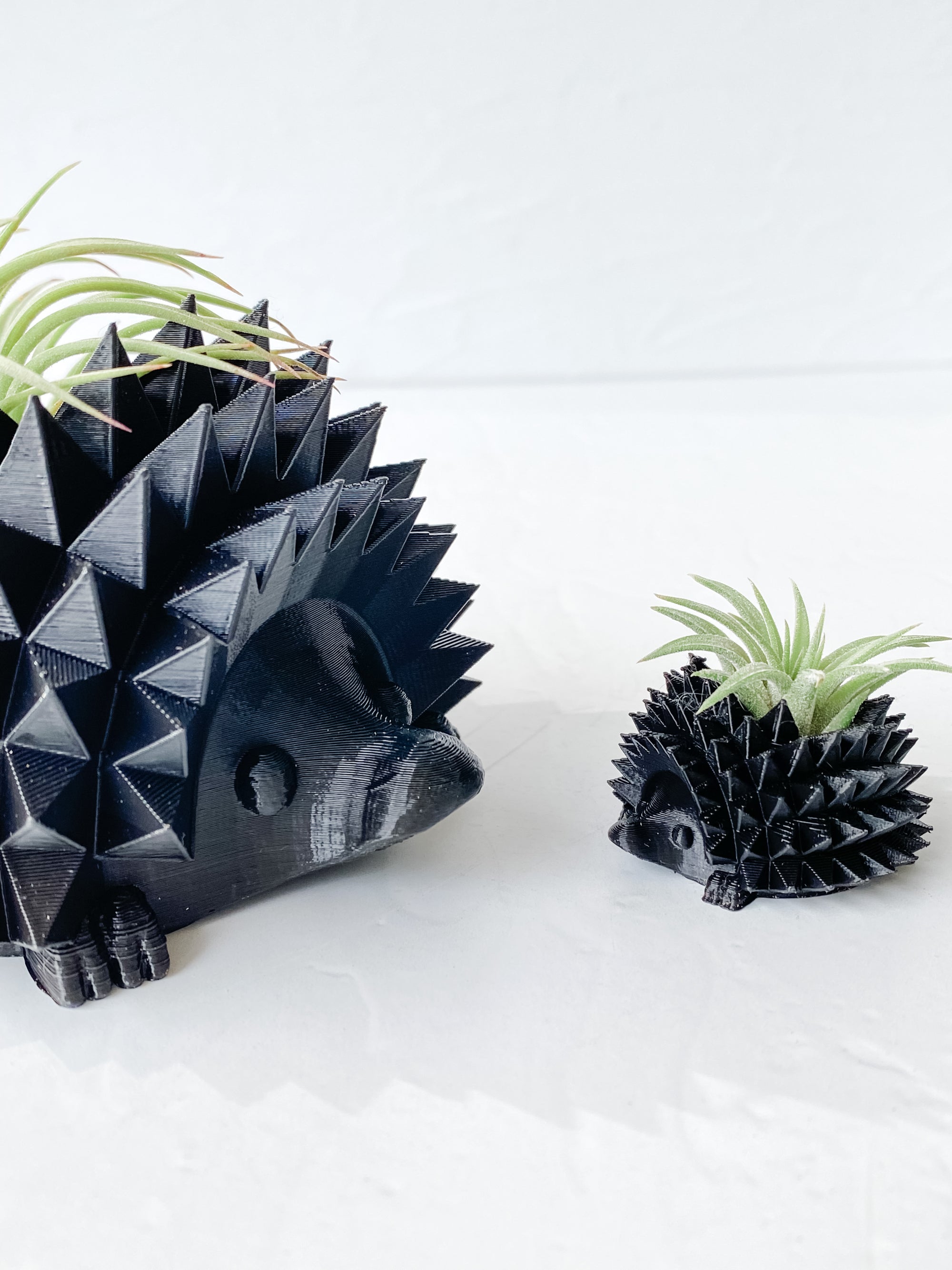 Hedgehog Planter + Air Plant