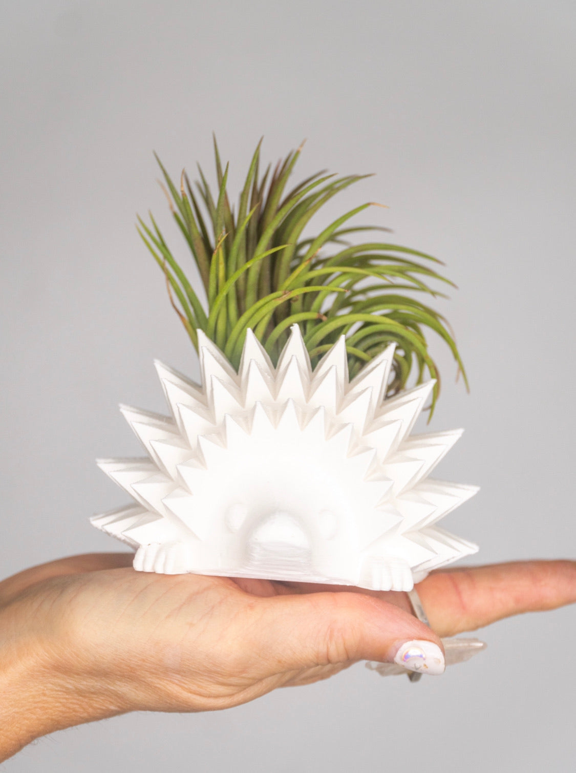 Hedgehog Planter + Air Plant